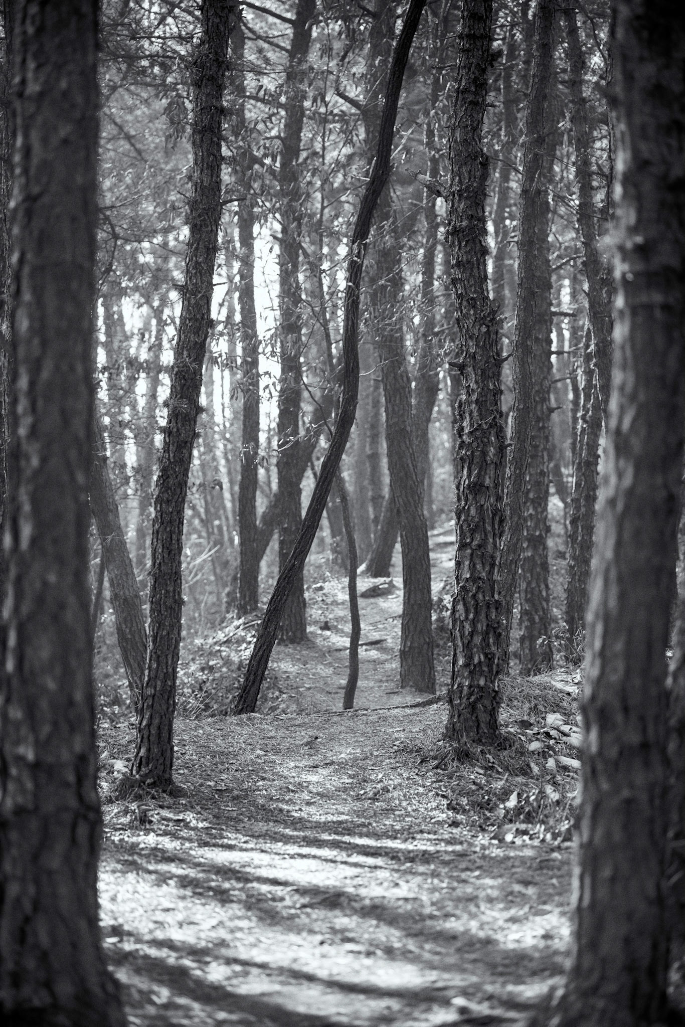 Meandering Forests of the Seoul City Trail