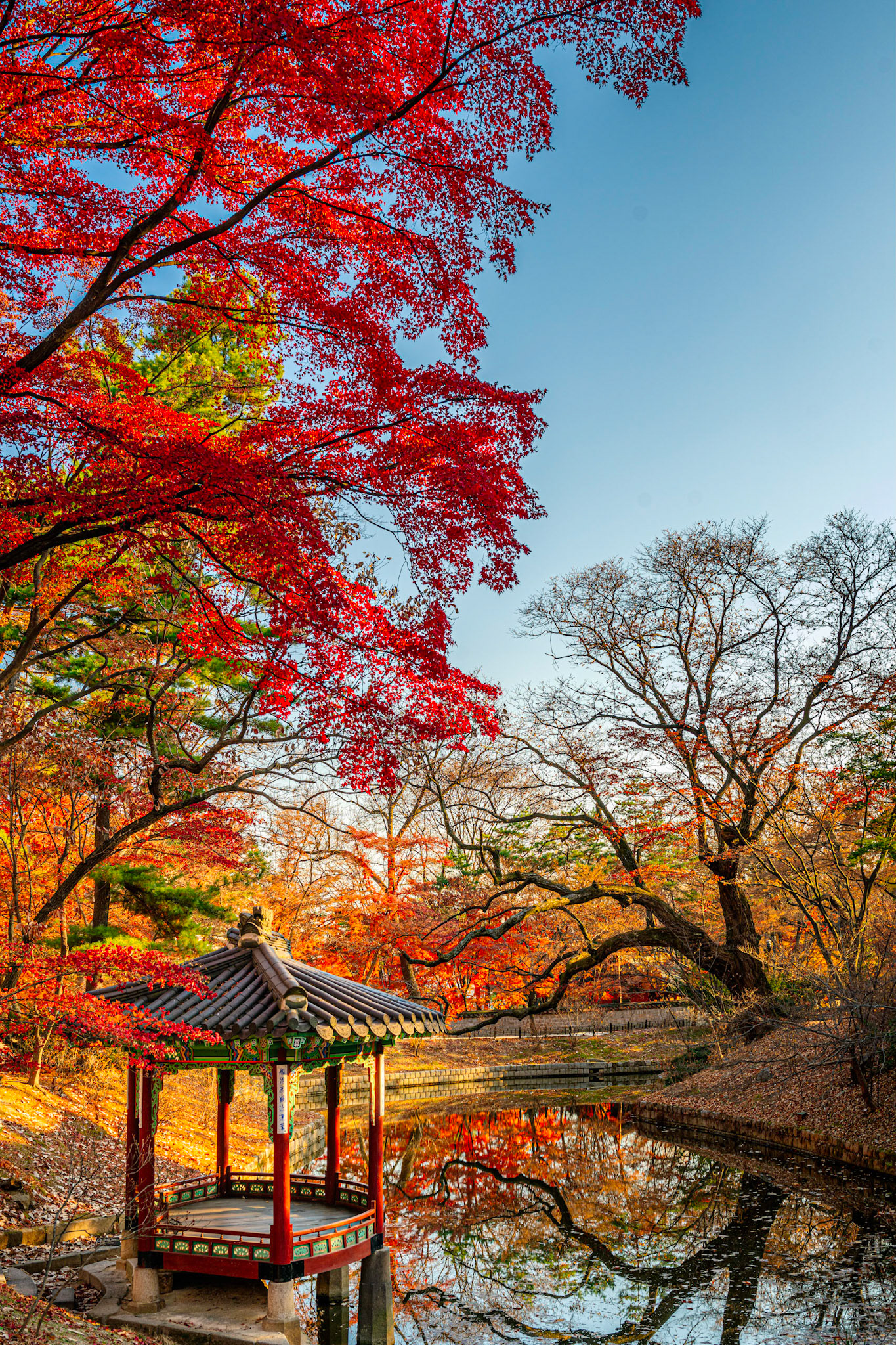 Gardens, Ponds, Pavilions and Fall Foliage at Changdeokgung Palace in Seoul Korea