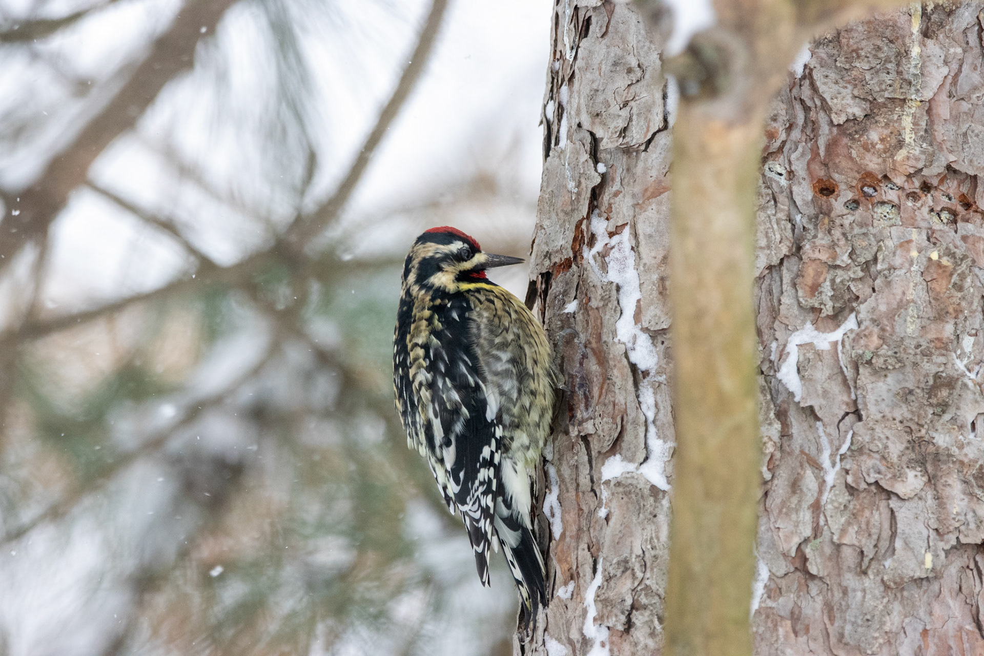 Yellow-bellied Sapsucker