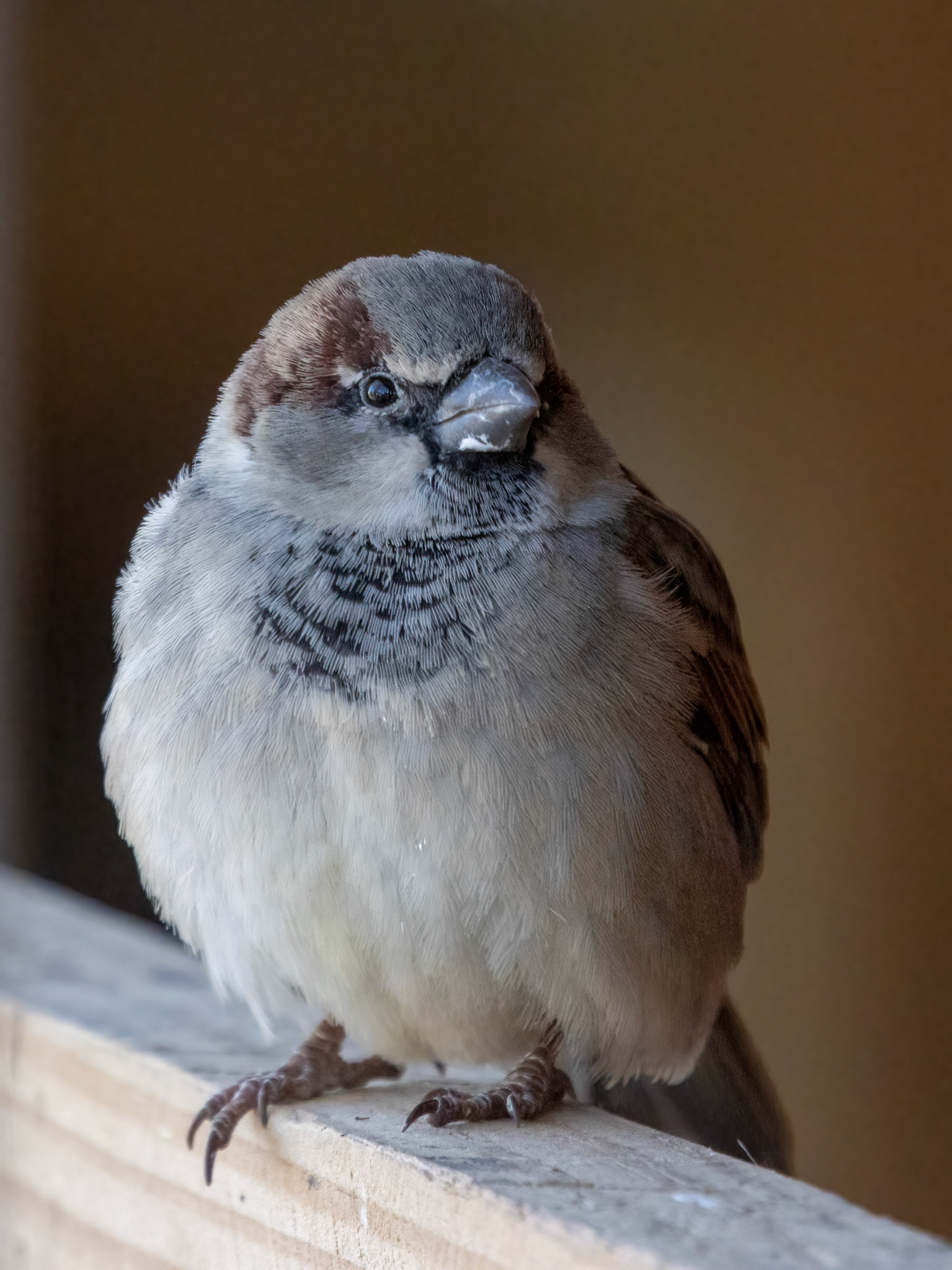 House Sparrow