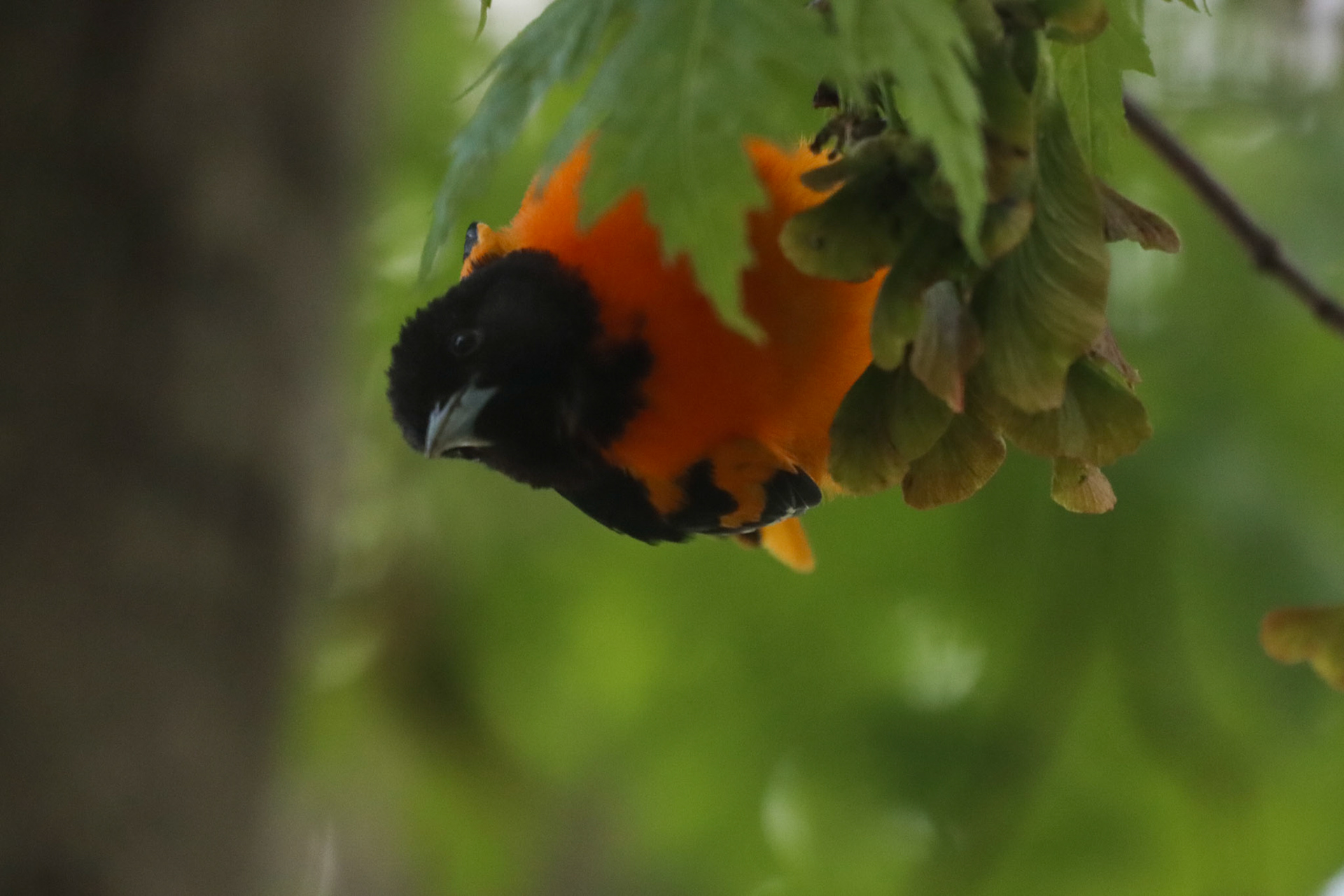 Baltimore Oriole