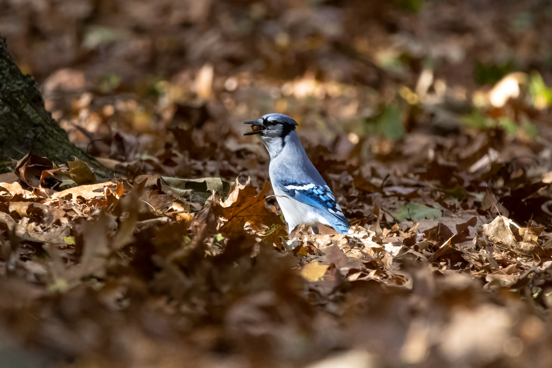 Blue Jay