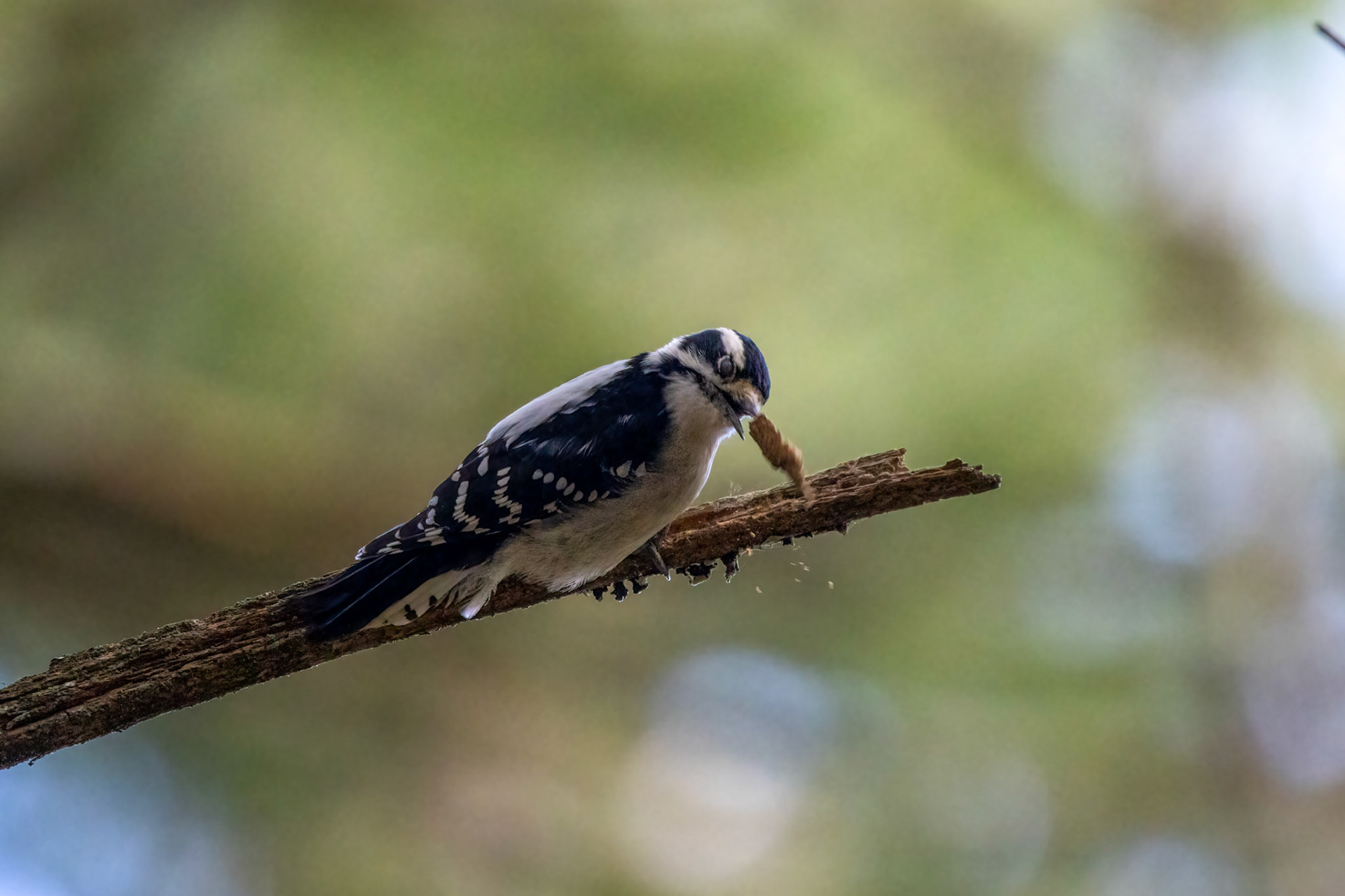 Downy Woodpecker