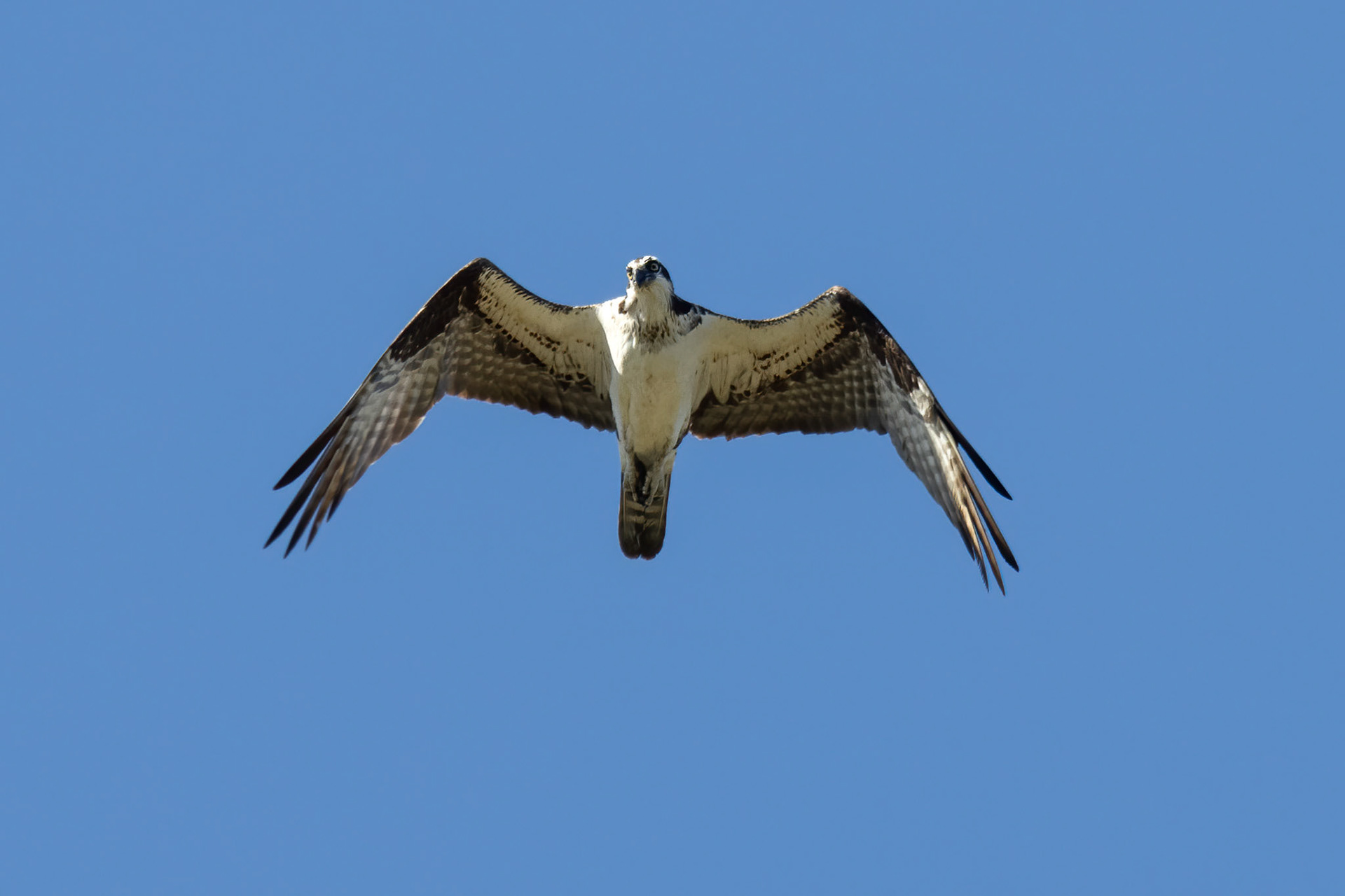 Osprey