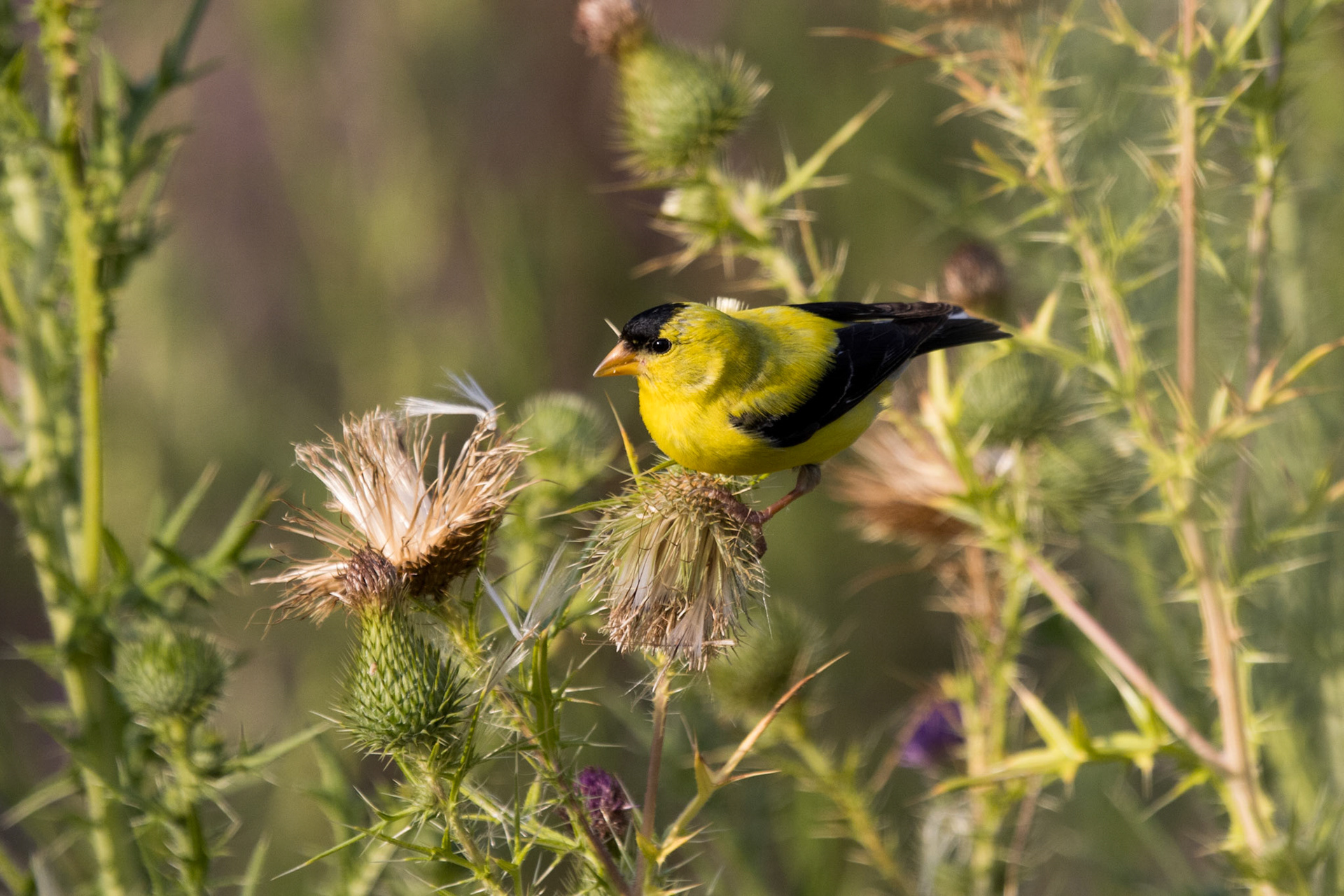 American Goldfinch