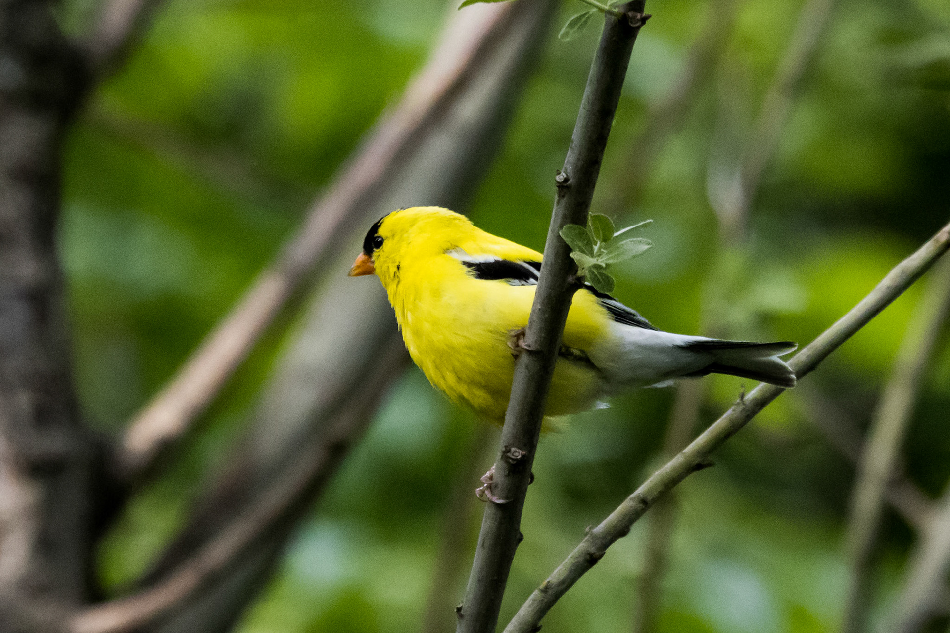 American Goldfinch