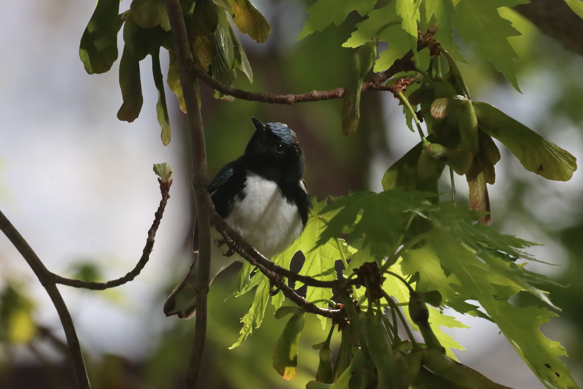 Black-throated Blue Warbler