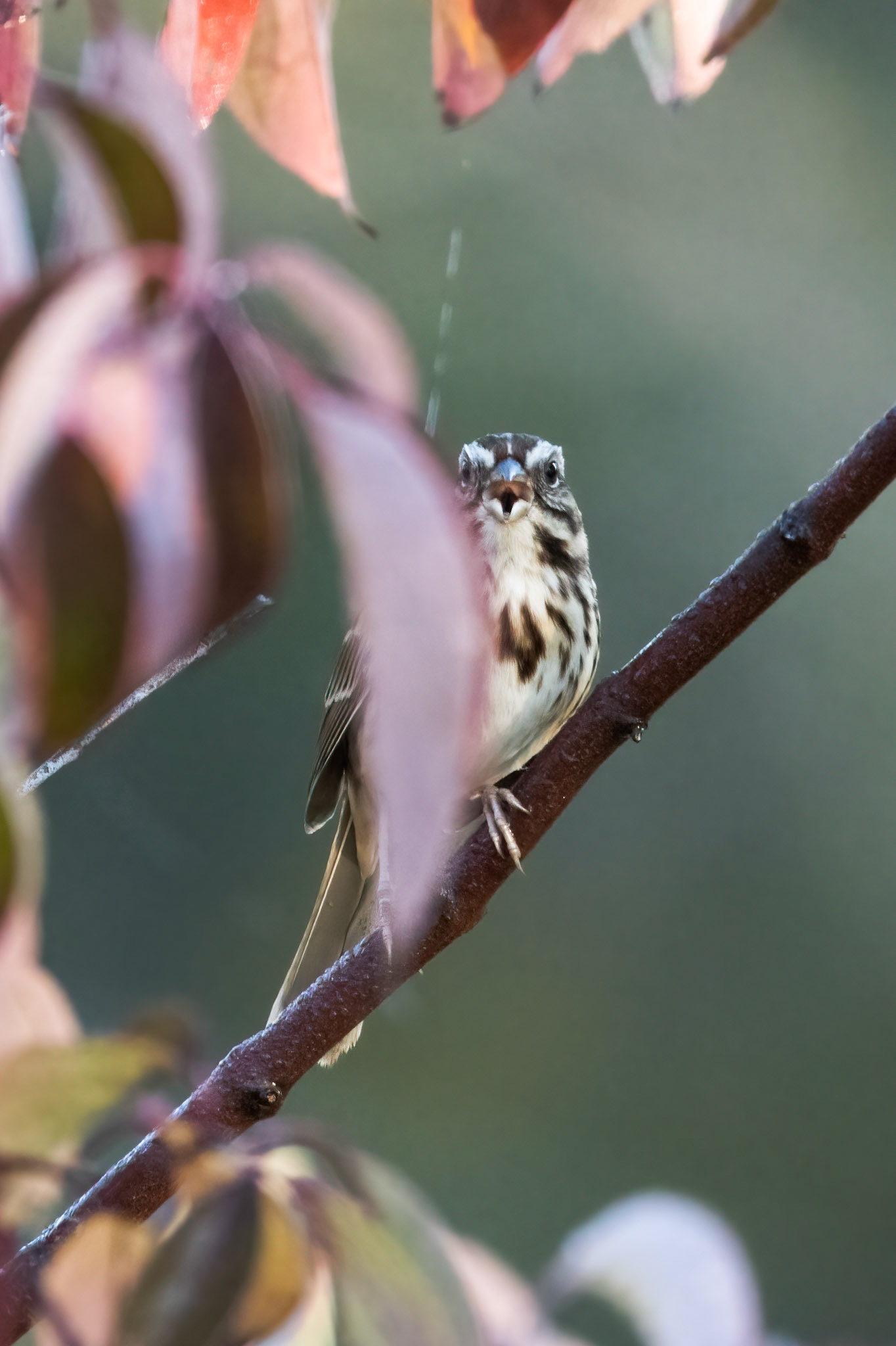 Song Sparrow