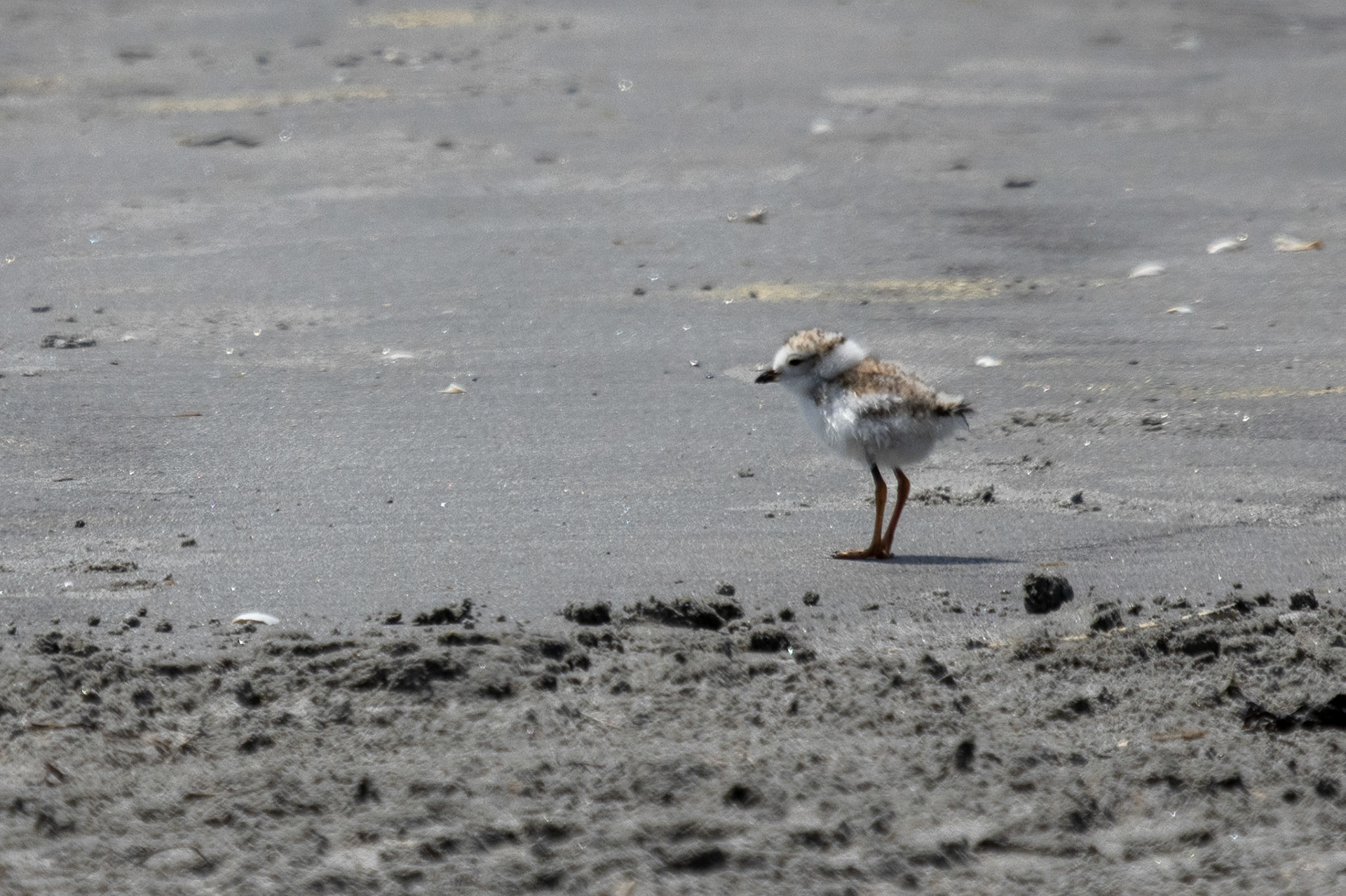 Piping Plover