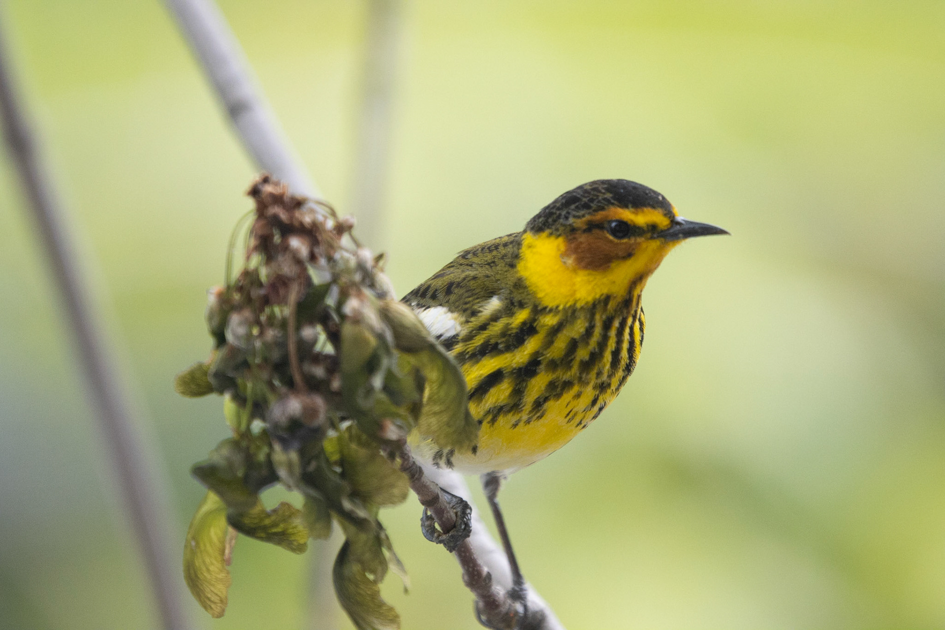 Cape May Warbler