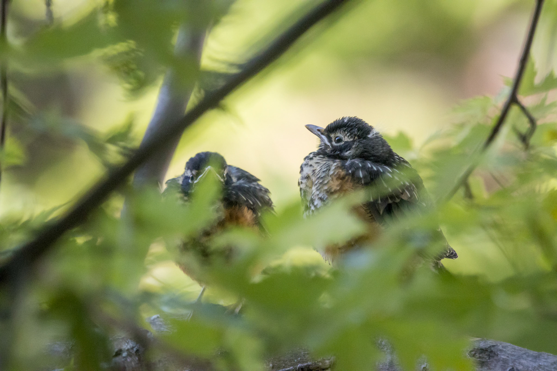 American Robin Juveniles