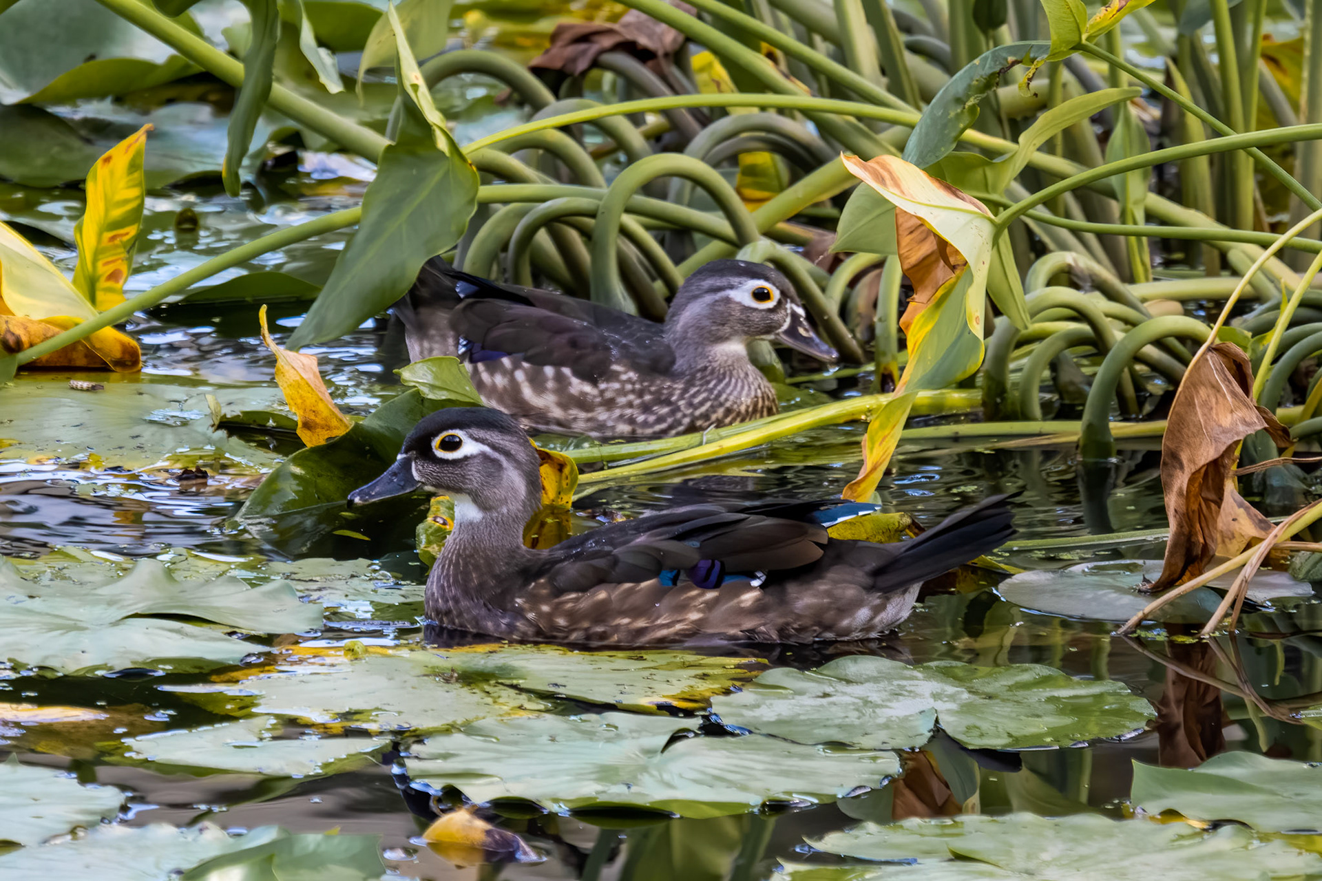 Wood Ducks