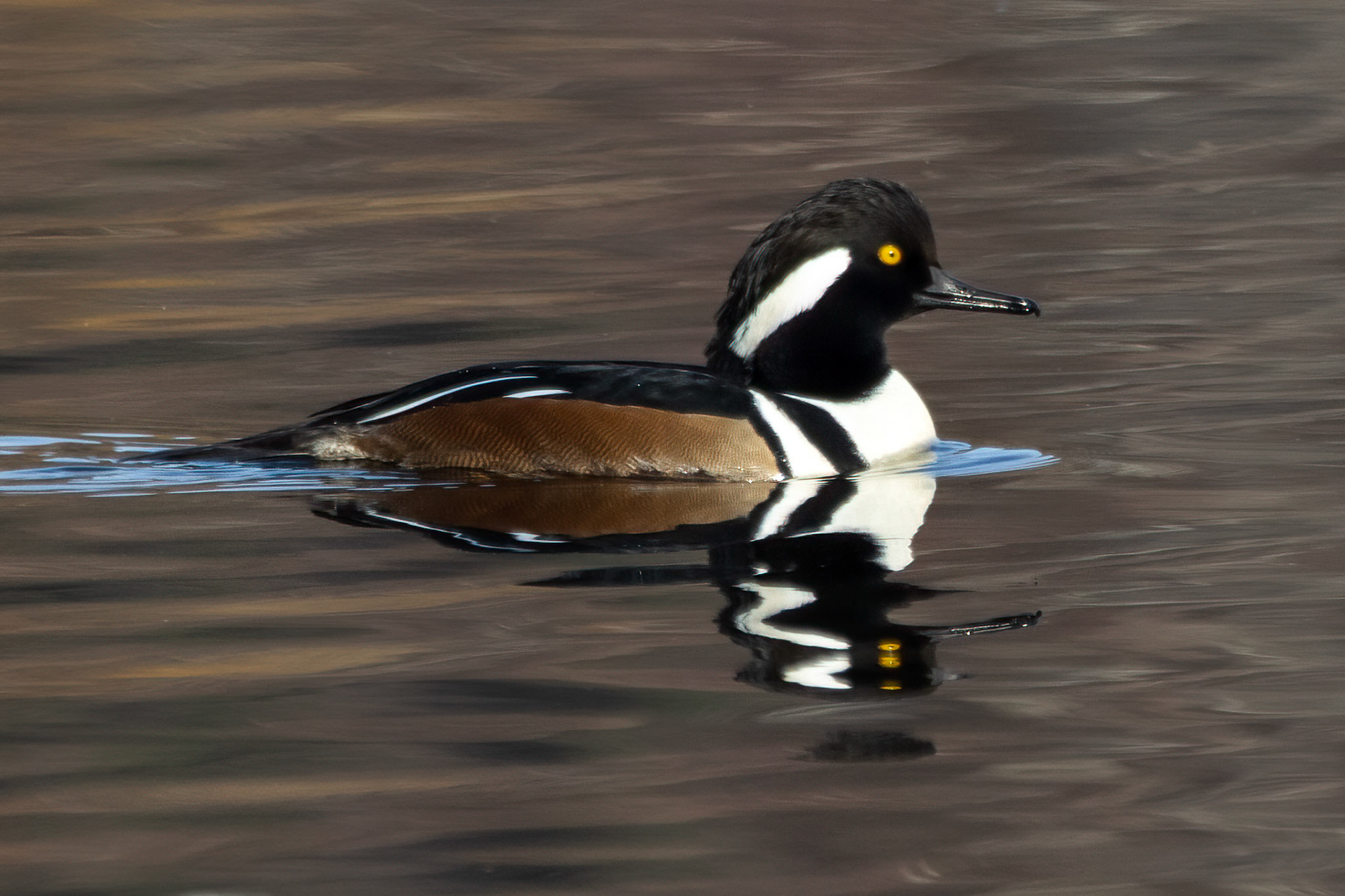 Common Merganser