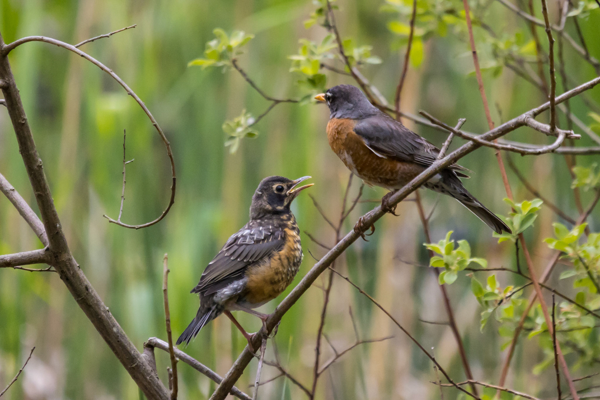American Robins