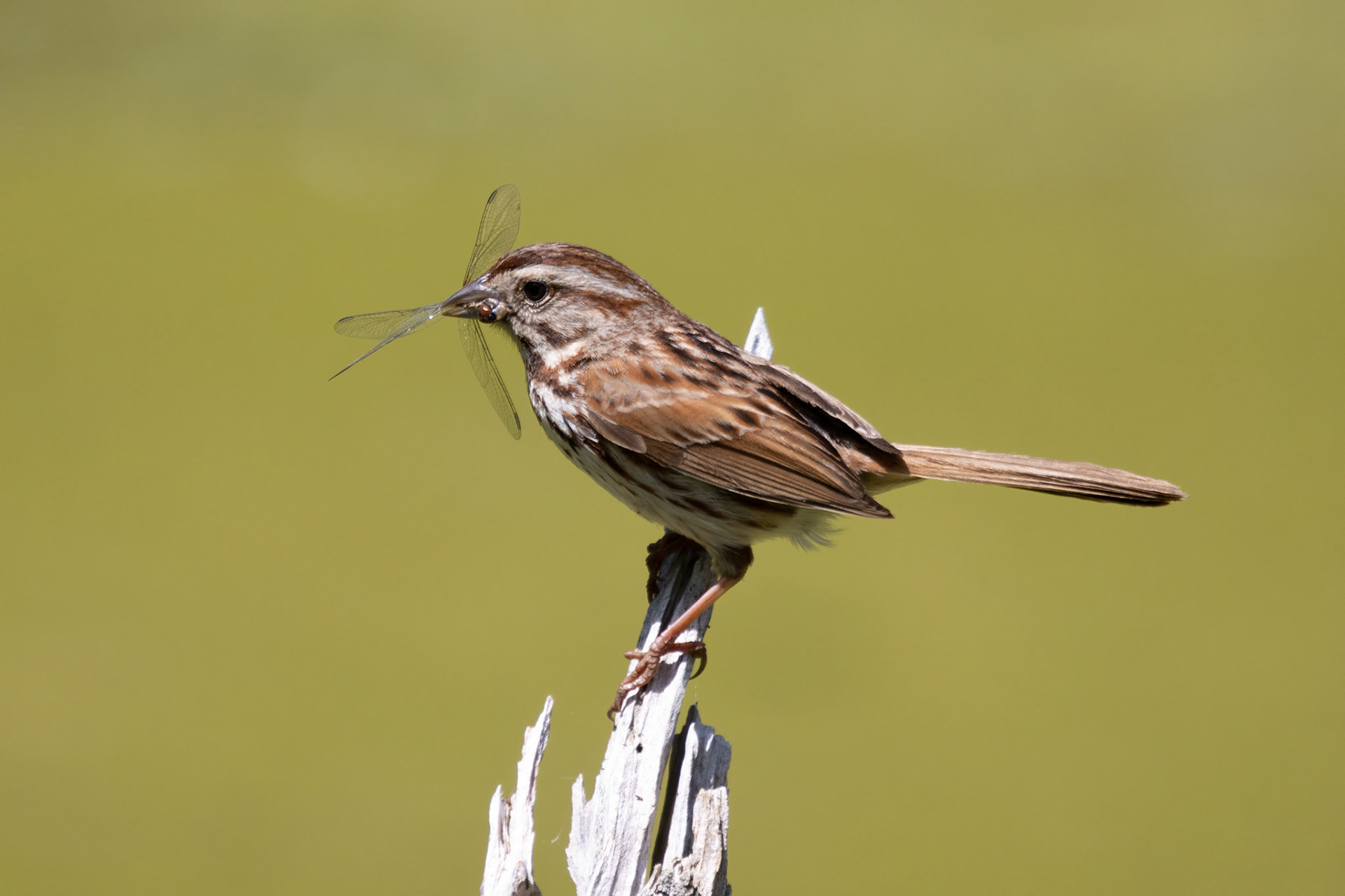 Song Sparrow