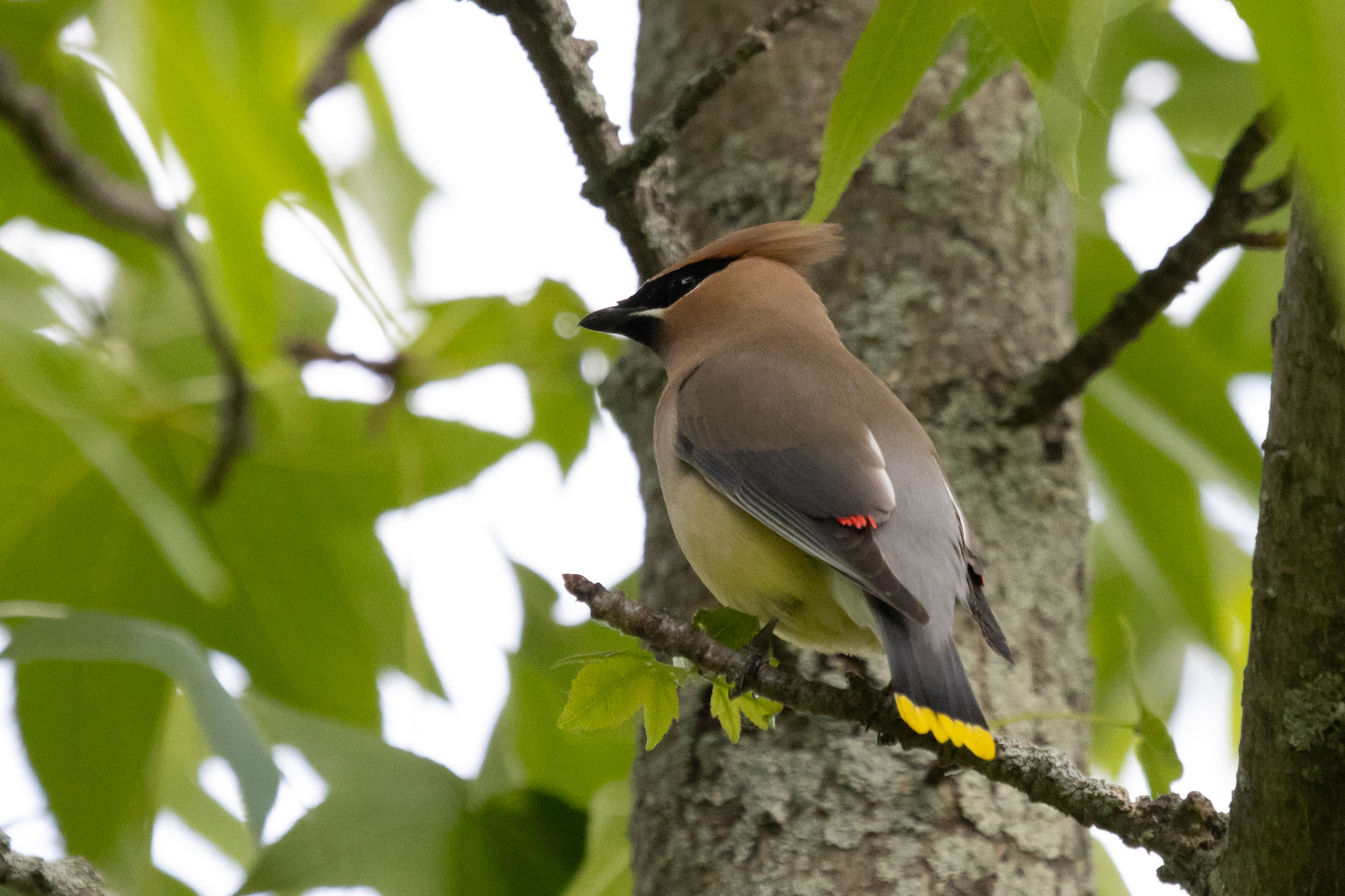 Cedar Waxwing