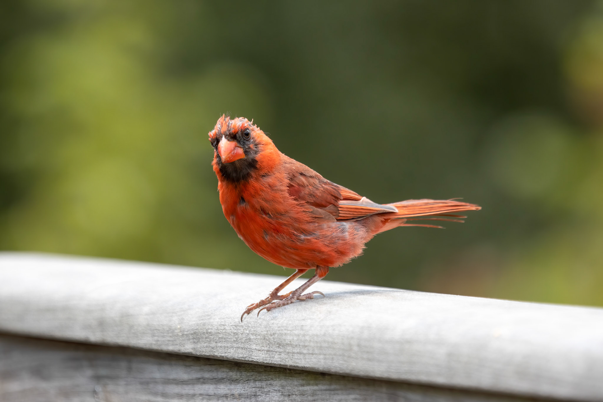 Northern Cardinal