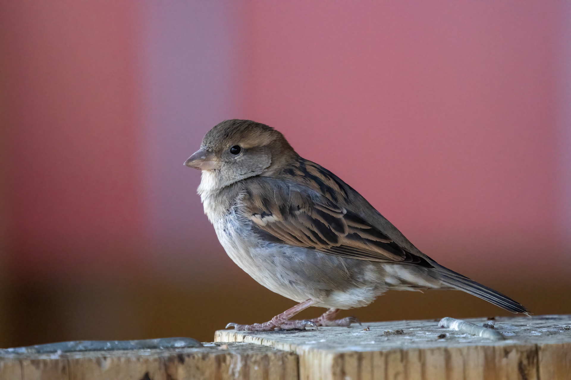 House Sparrow