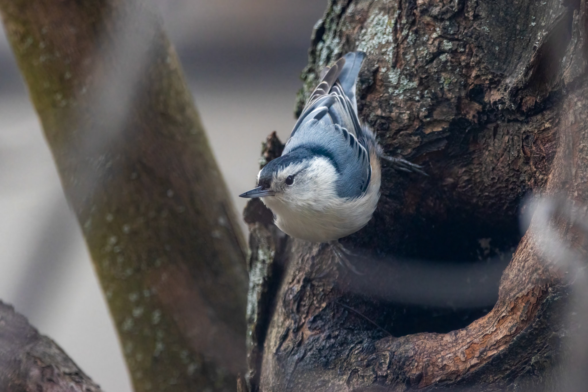 White-breasted Nuthatch
