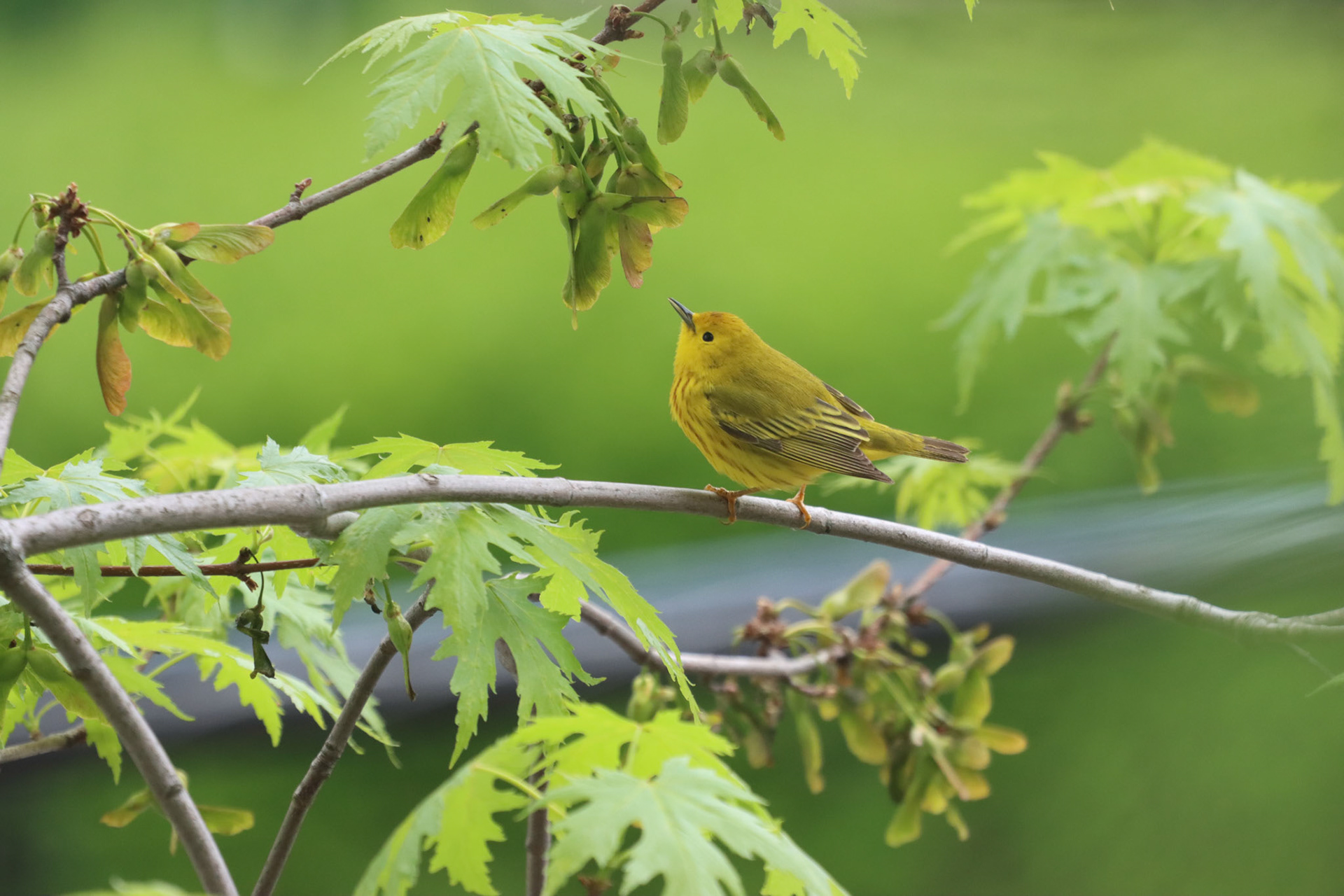 Yellow Warbler