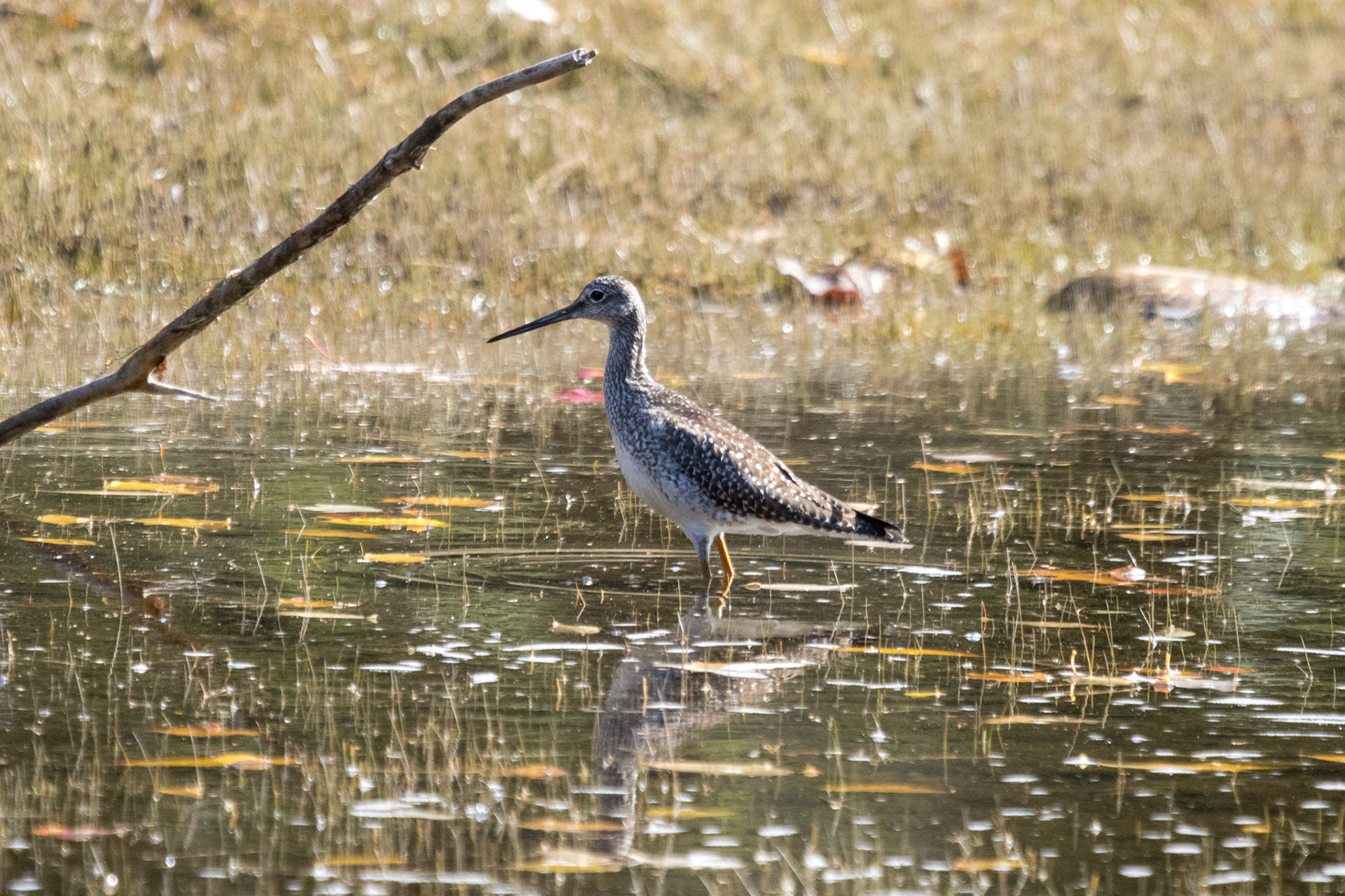 Greater Yellowlegs