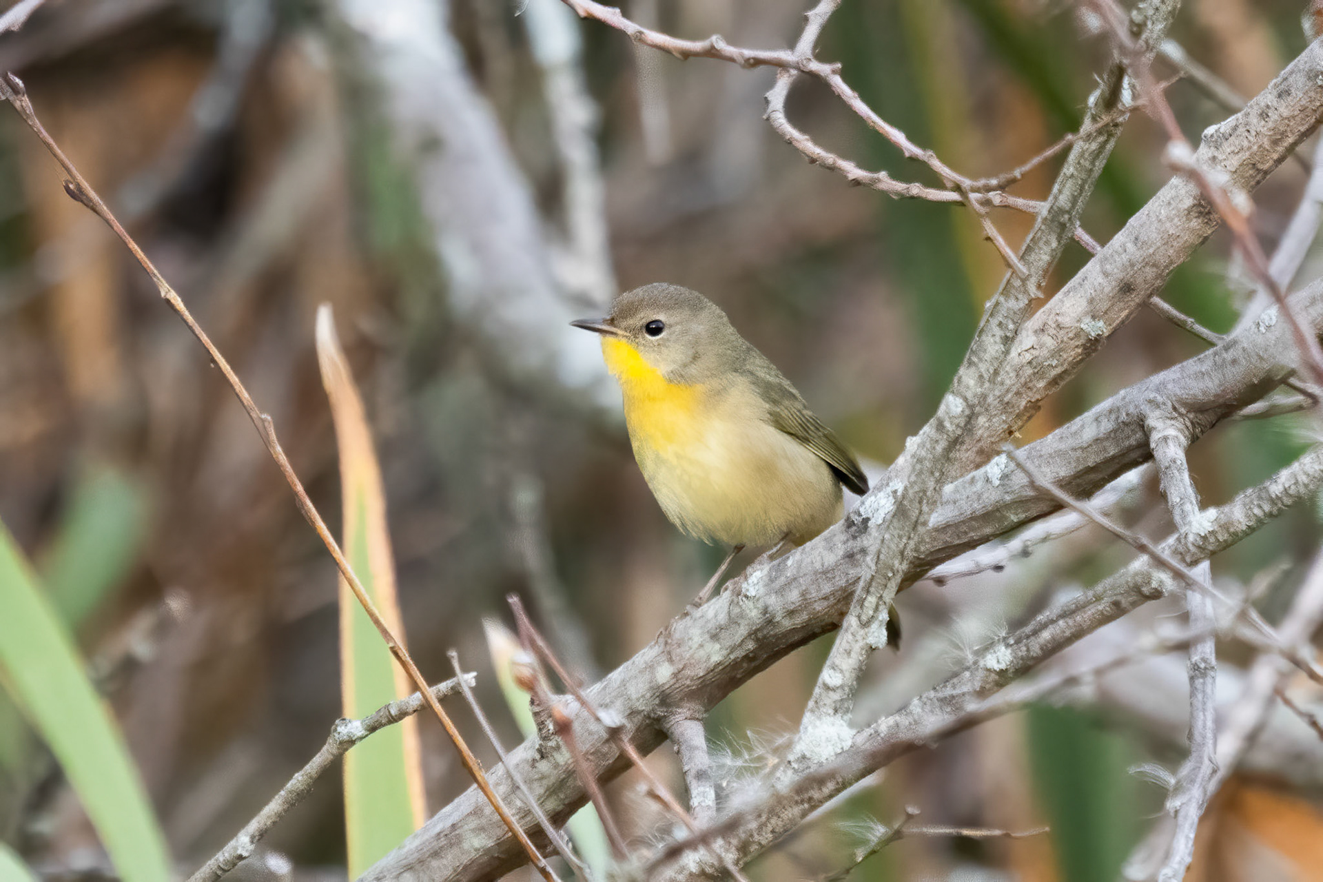 Common Yellowthroat
