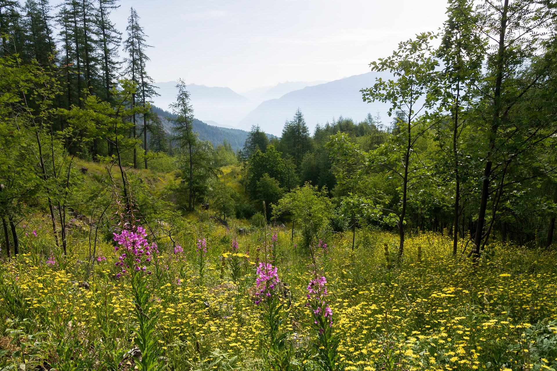 Fleurs de montagne