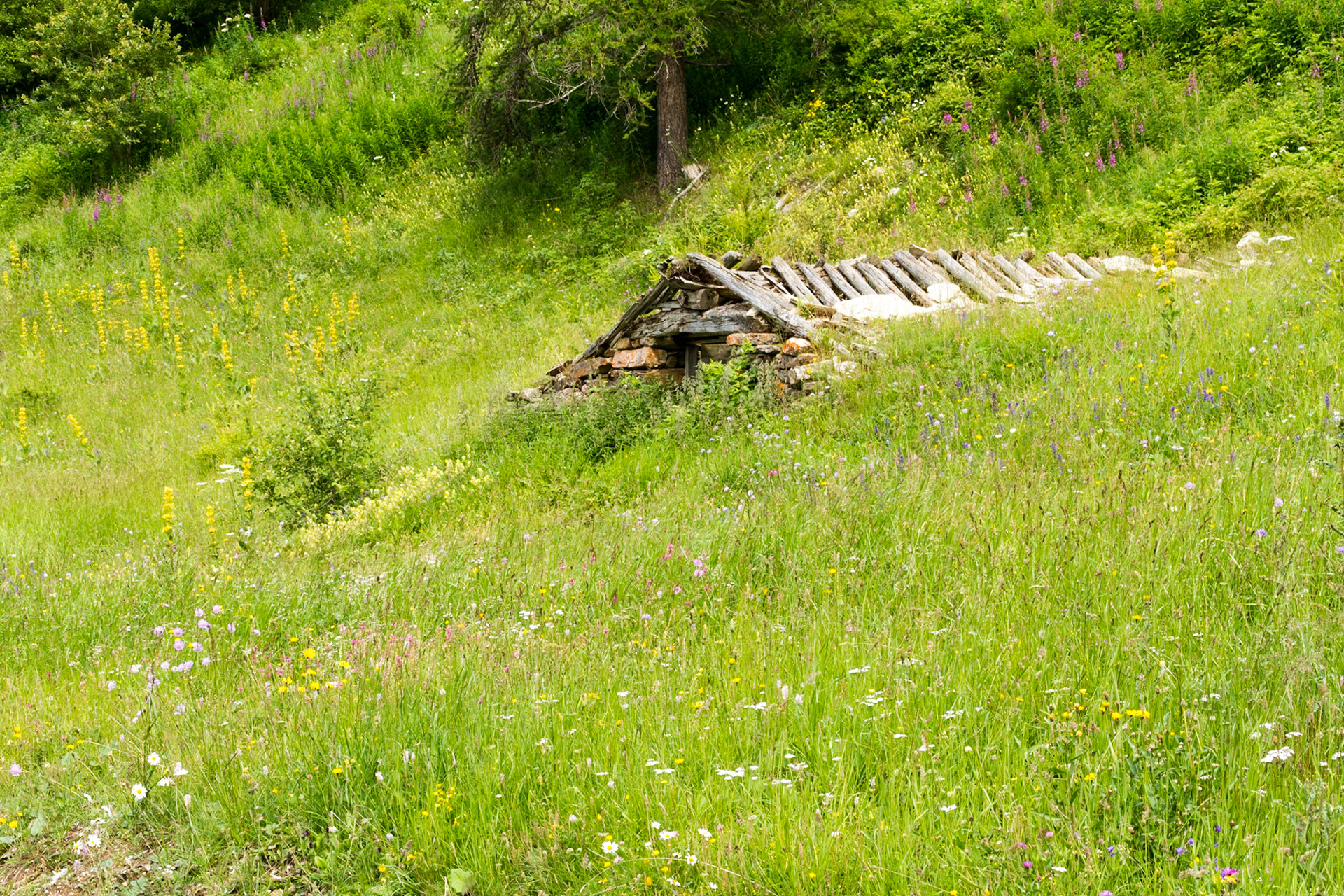 Ruine de chalet