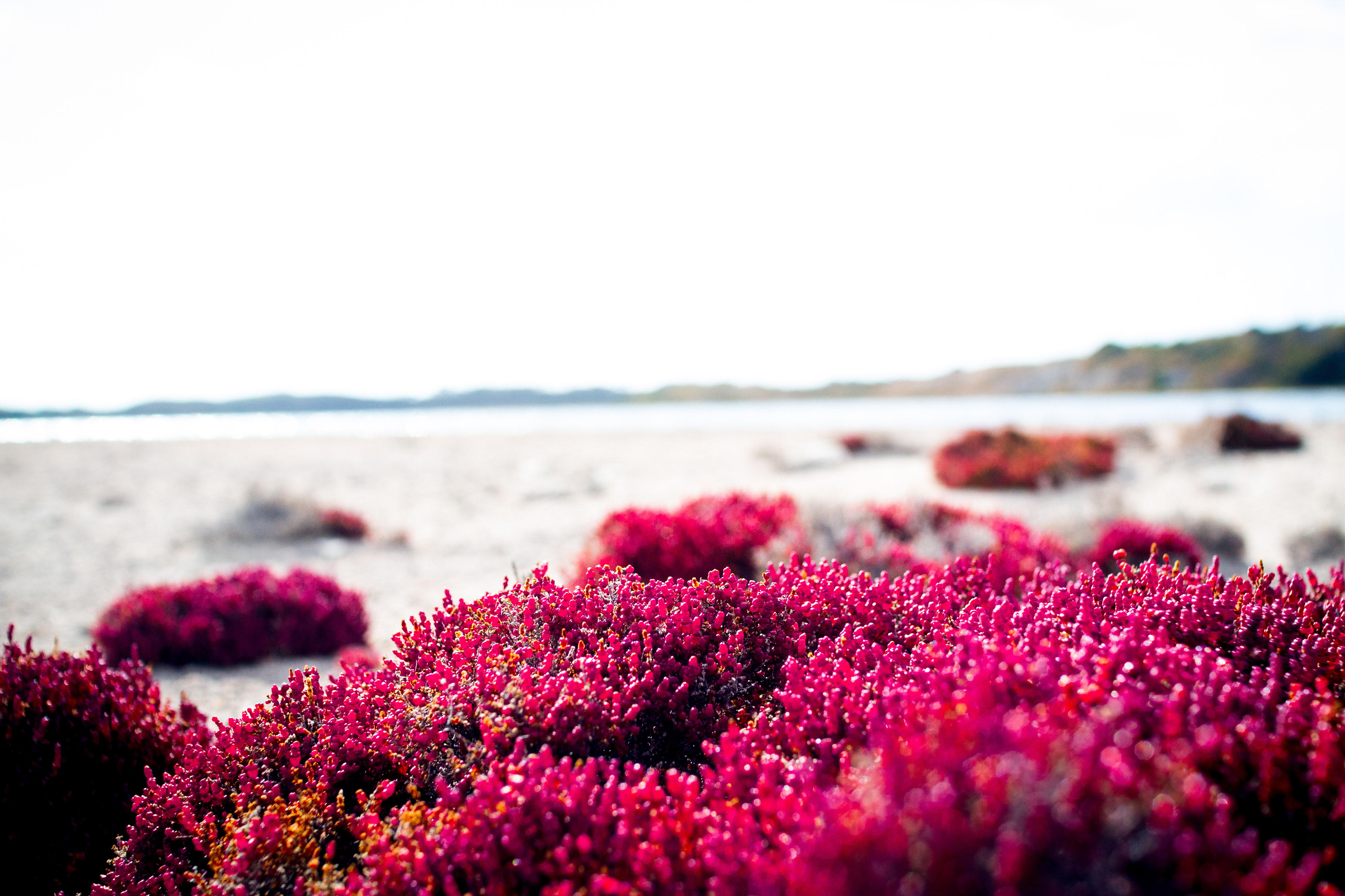 Rottnest Island, Perth - Western Australia