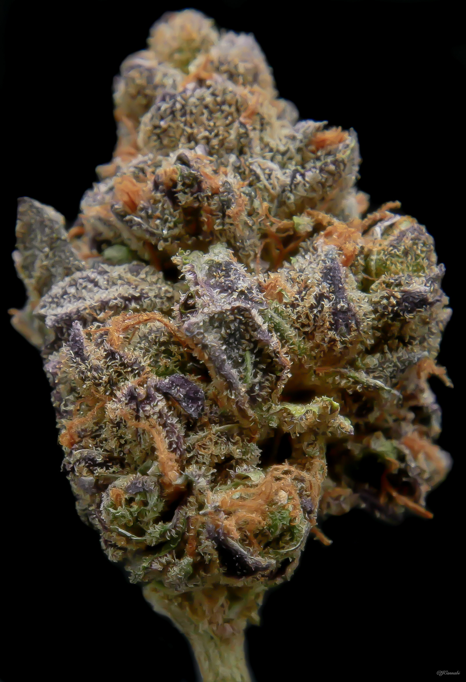 Badito Cookies (Monte Fiore)