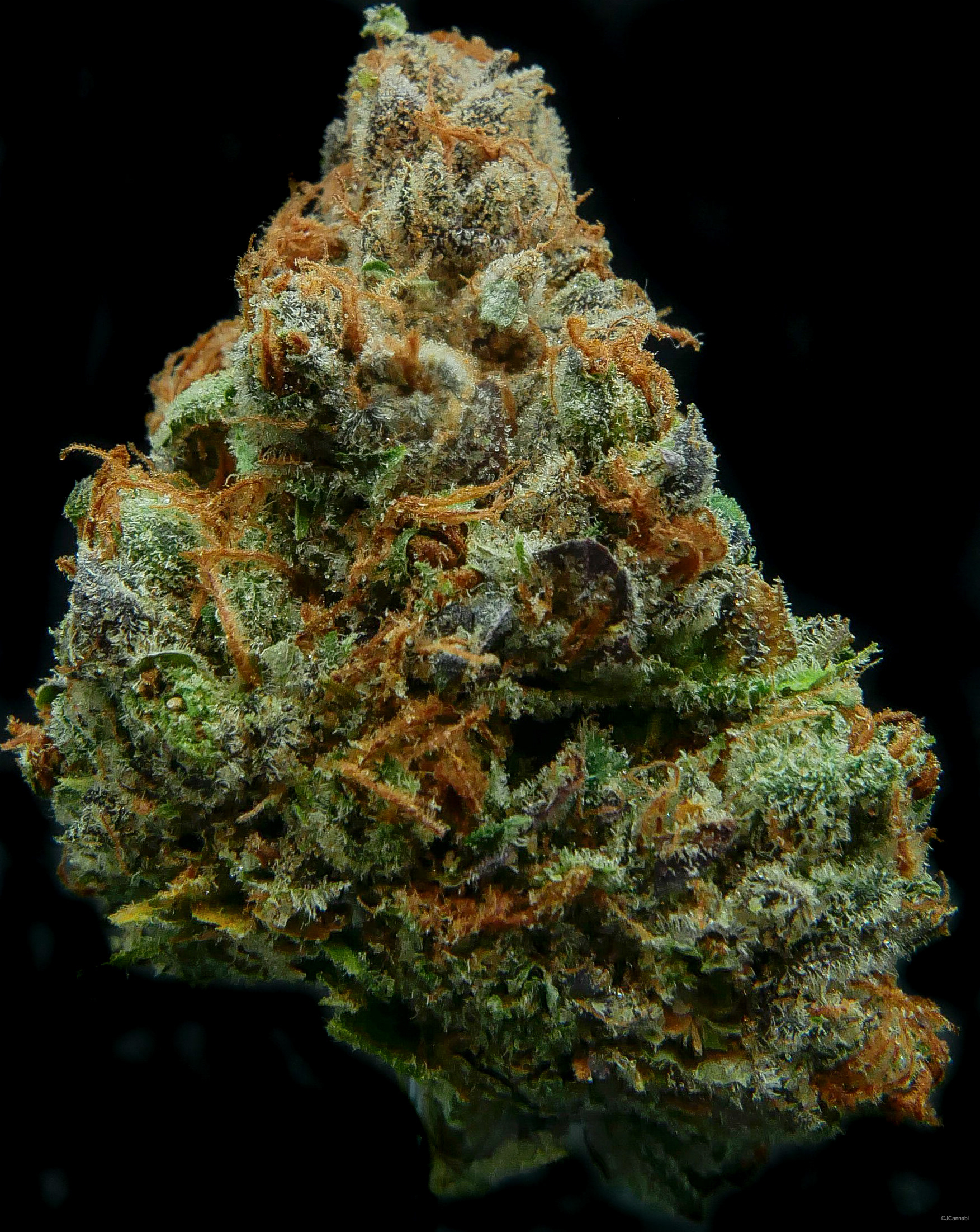 Don Shula (Dank by Pank)