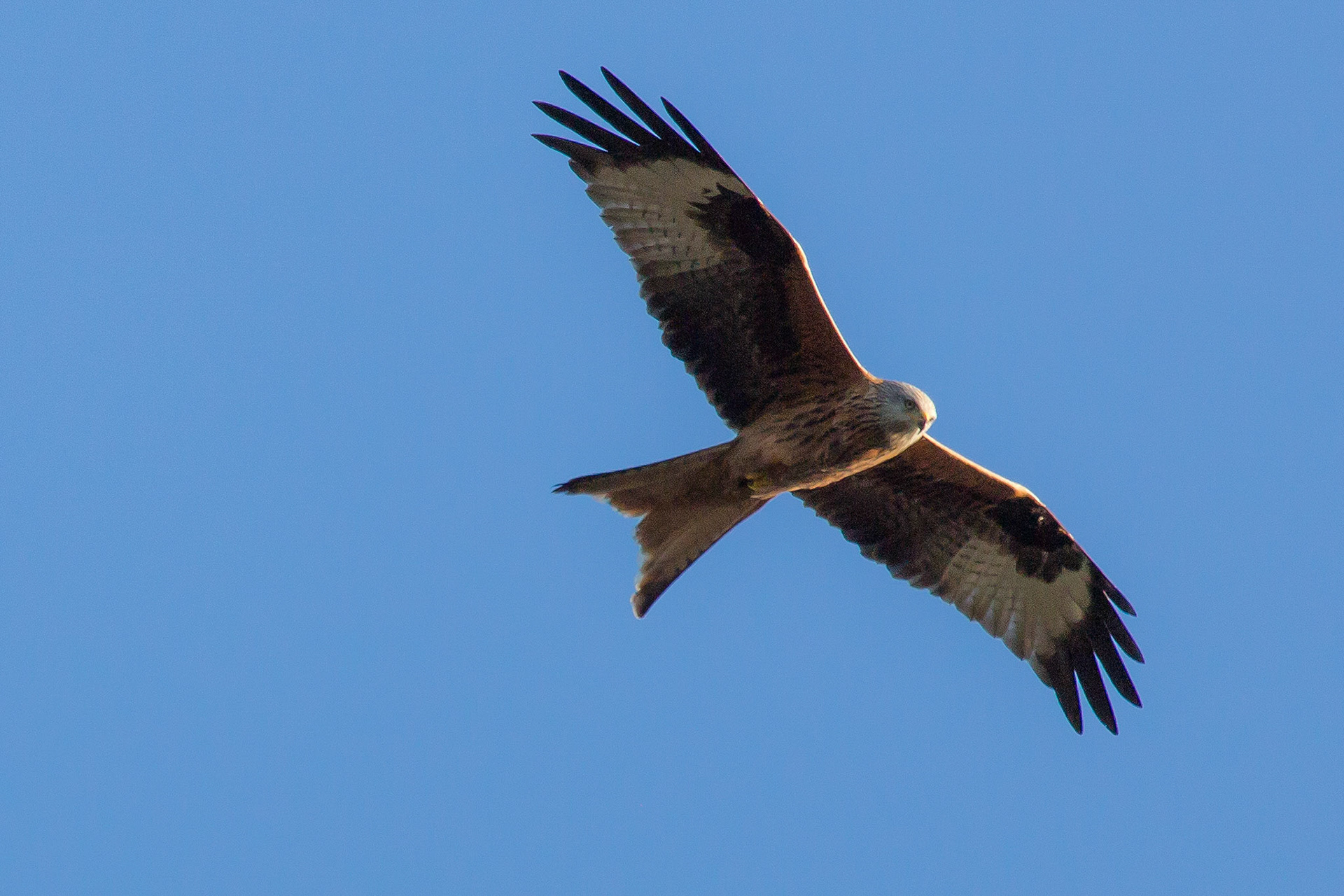 The Surrey Journal Red Kites attempting to nest