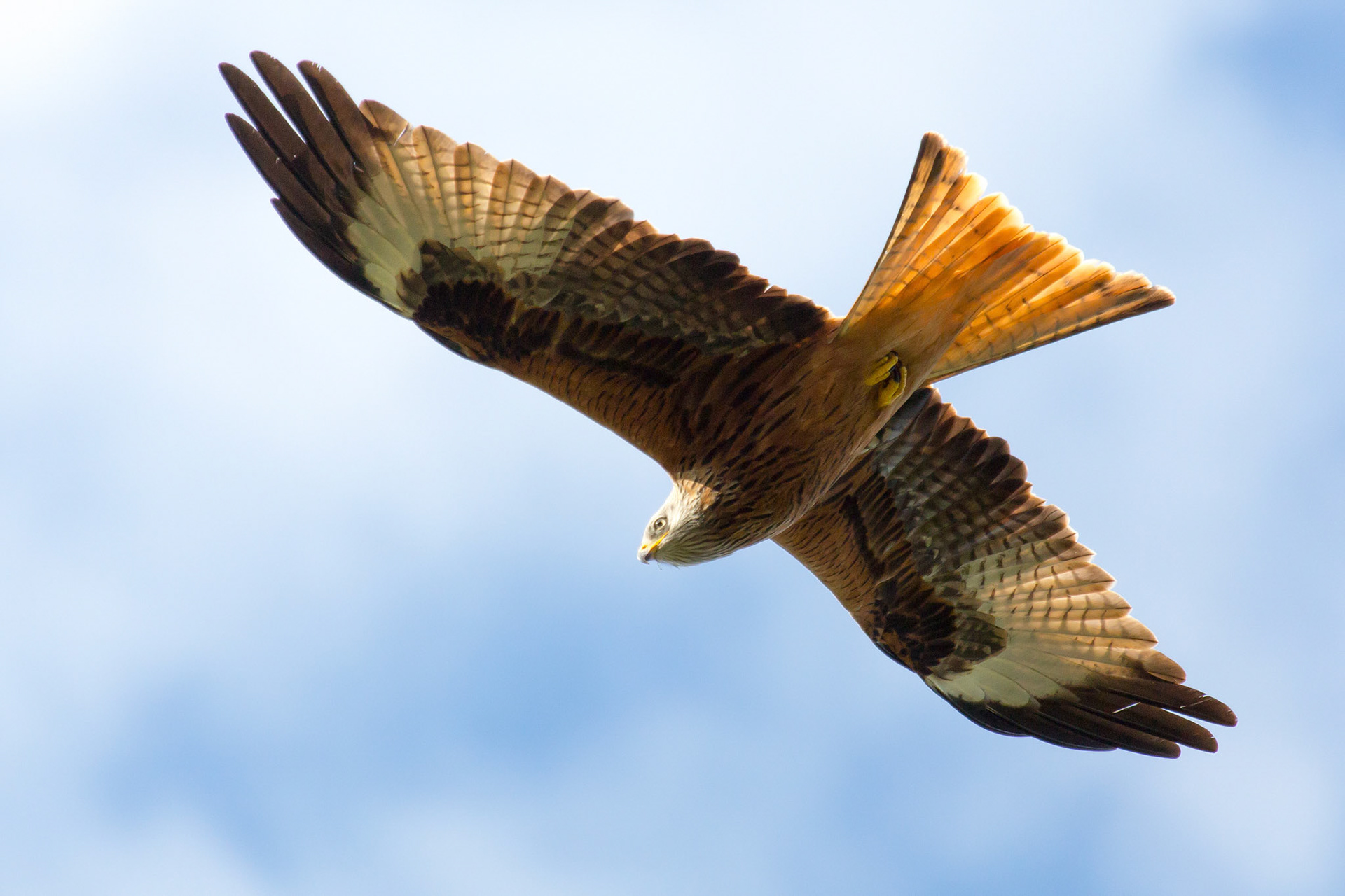 The Surrey Journal Red Kites attempting to nest