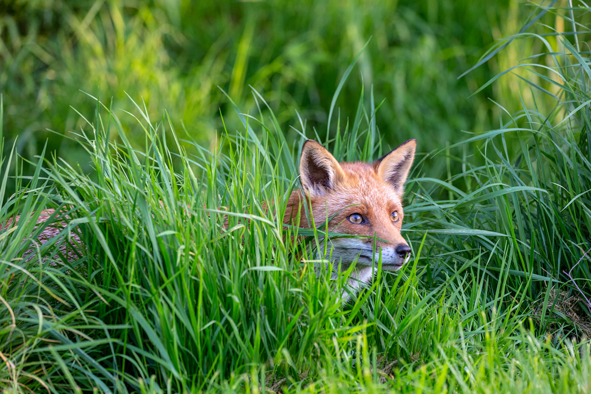 The Surrey Journal - British Wildlife Centre