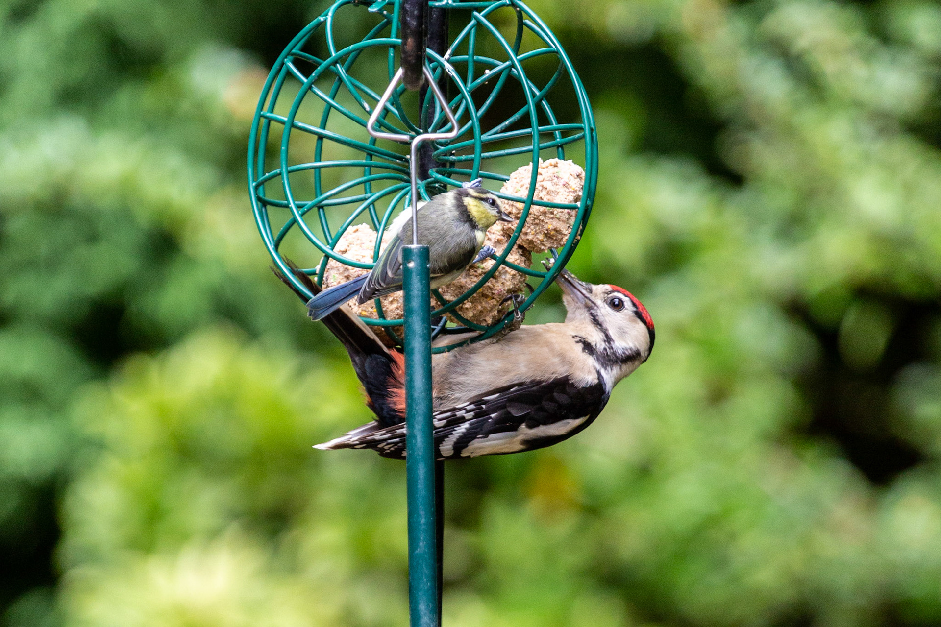 The Surrey Journal - Garden Birds