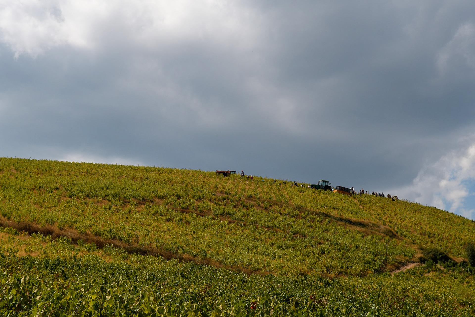 Au milieu des vignes du Beaujolais