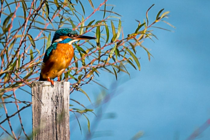 Martin Pêcheur _ Domaine des Oiseaux Mazères