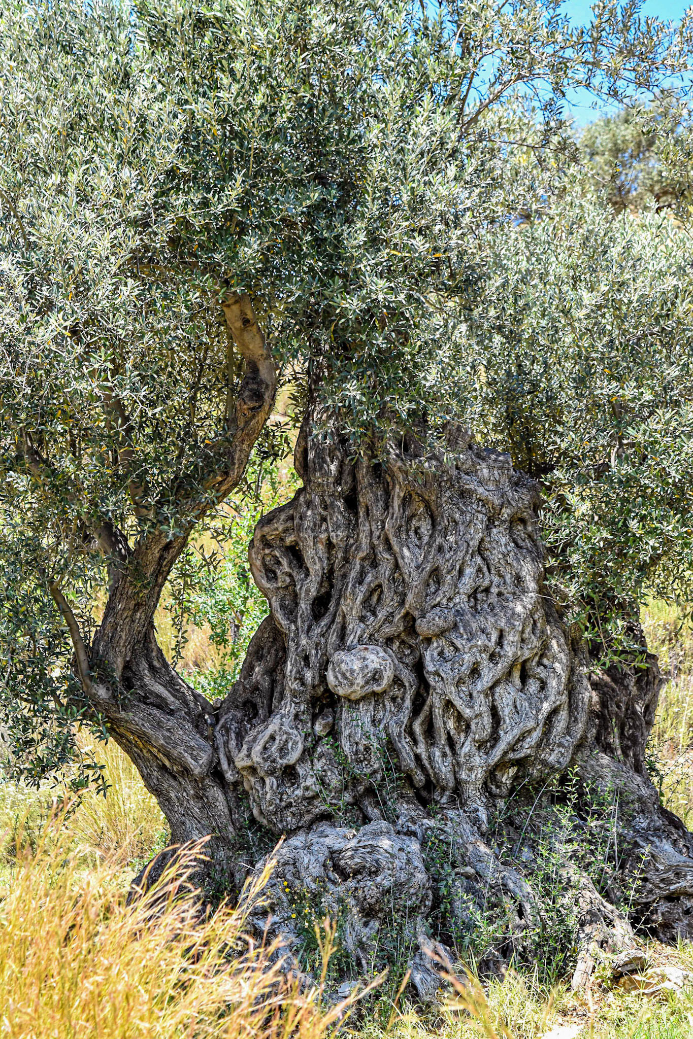 Paros _ Olivier centenaire