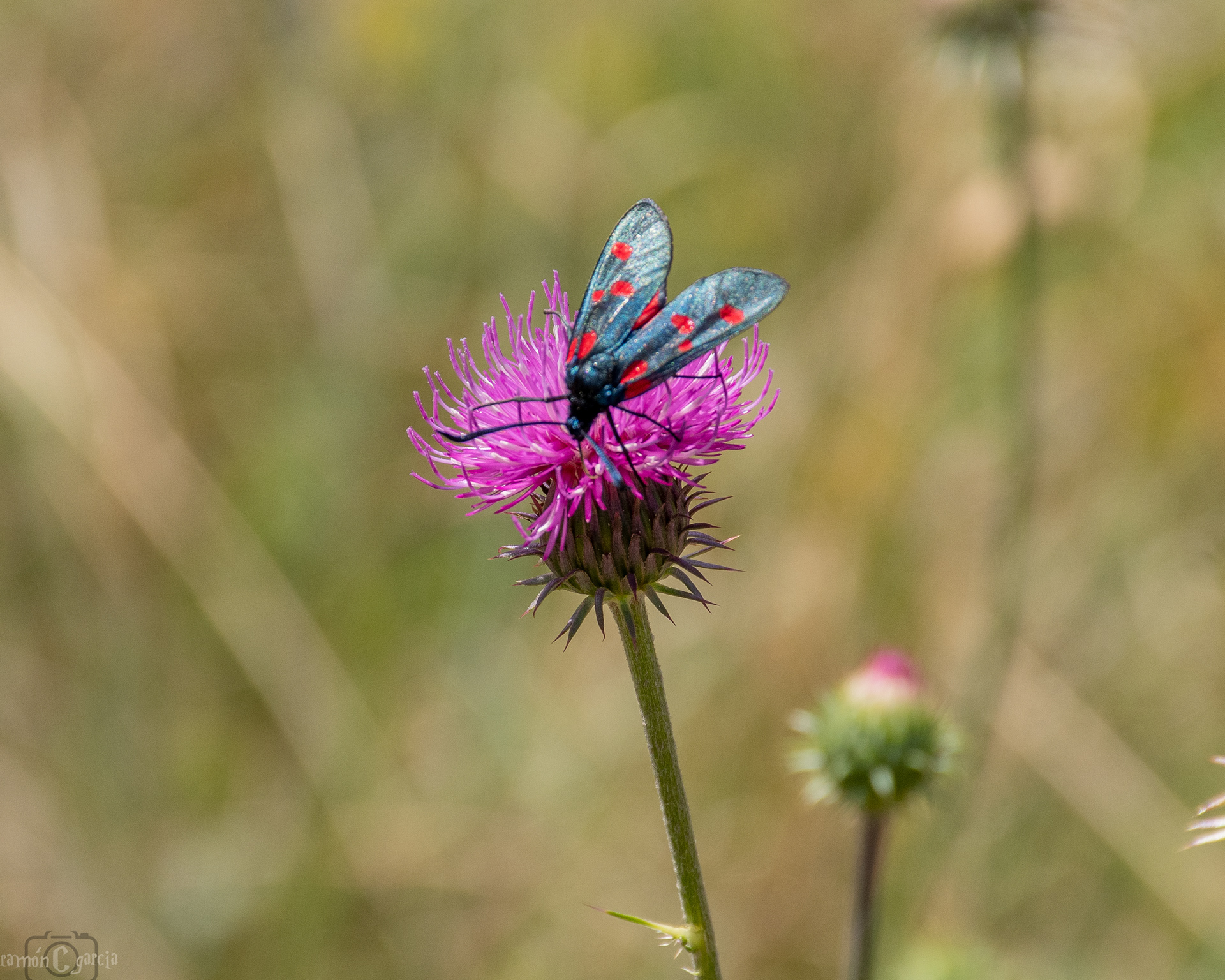 Flores silvestres y mariposa en Andorra