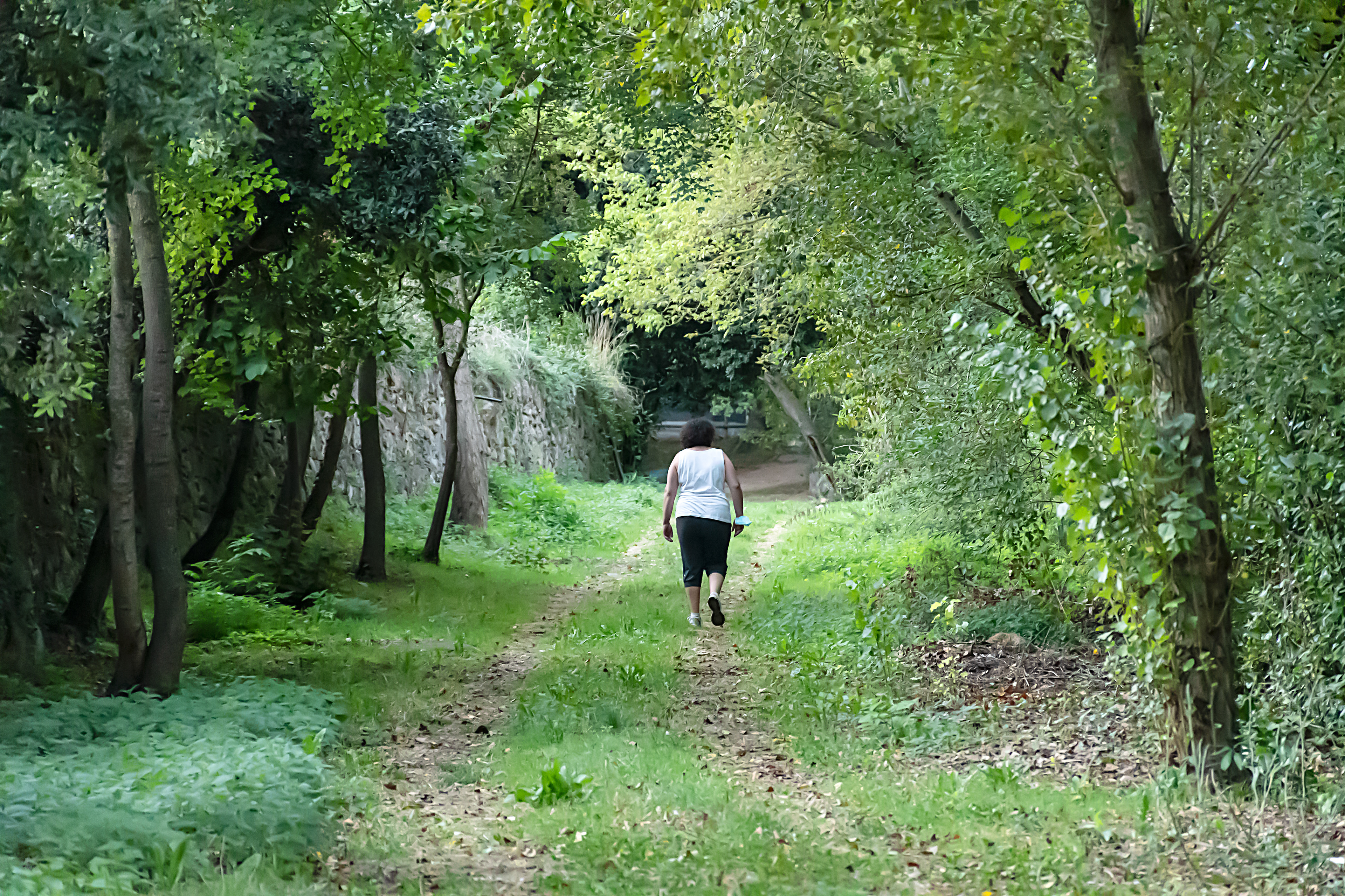 Paseo por los bosques del  Moianès