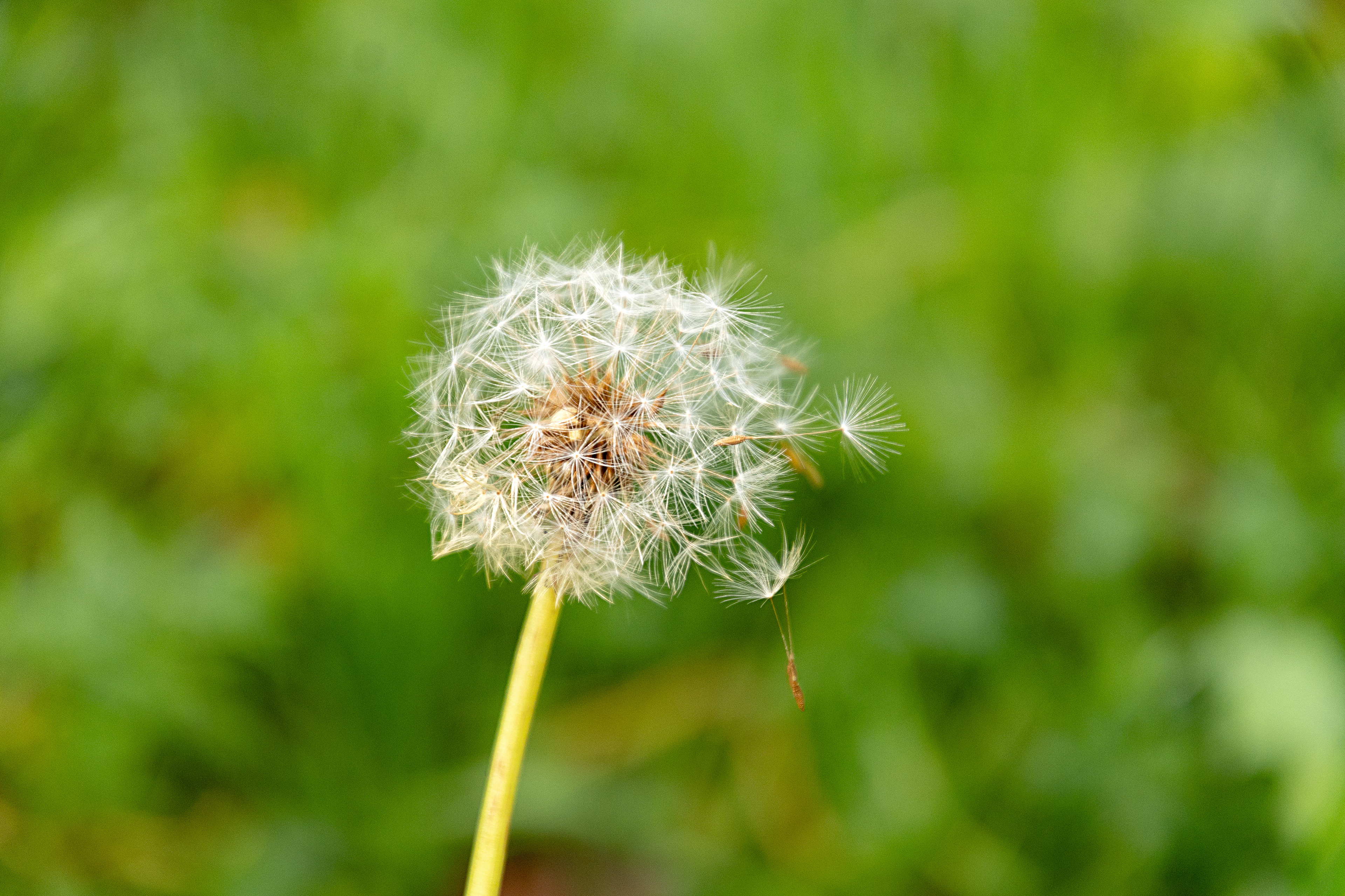 Diente de león en La Fageda