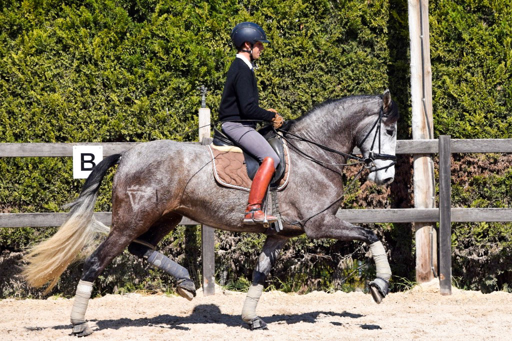 PRE Mare 4 years