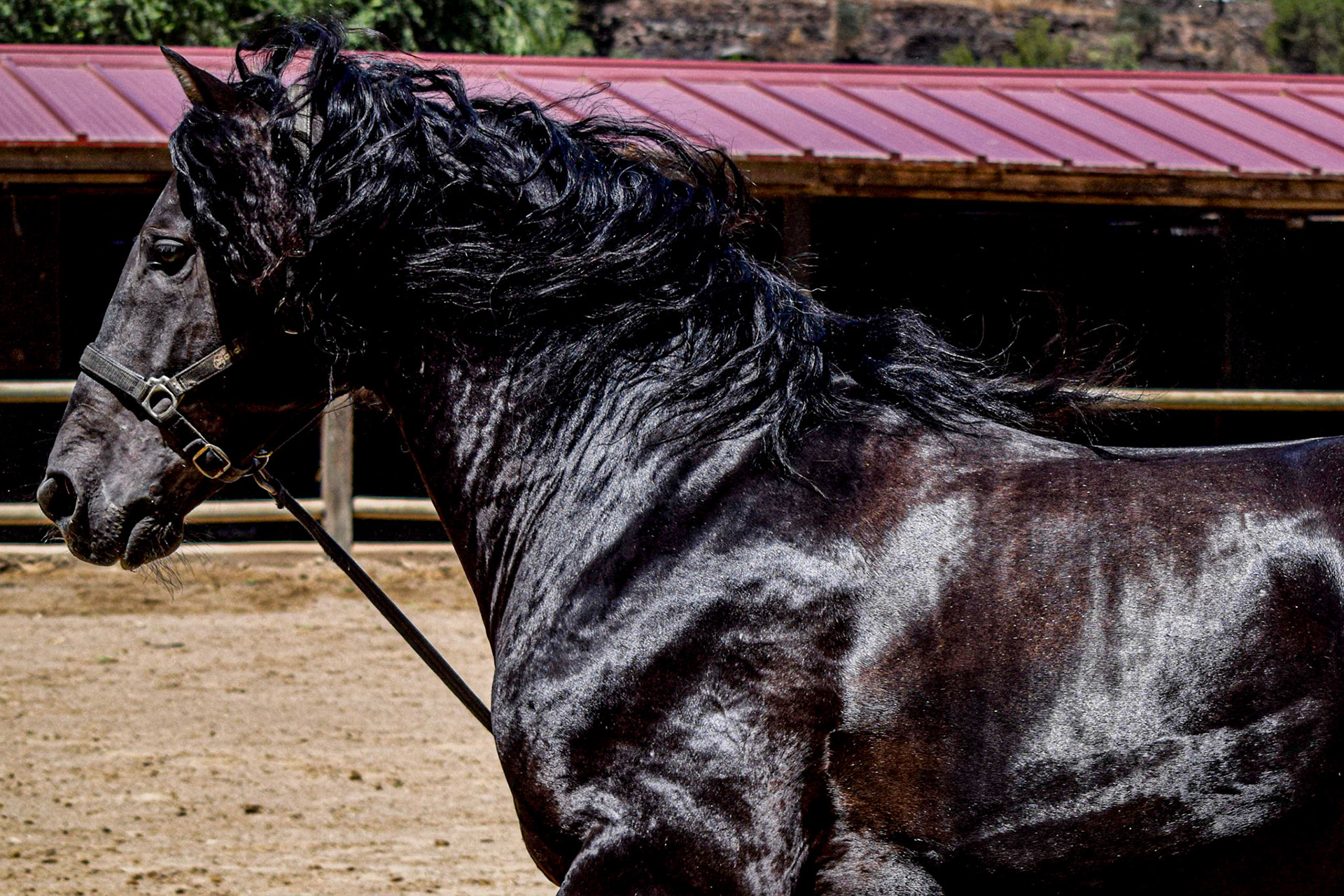 PRE Stallion 7 years