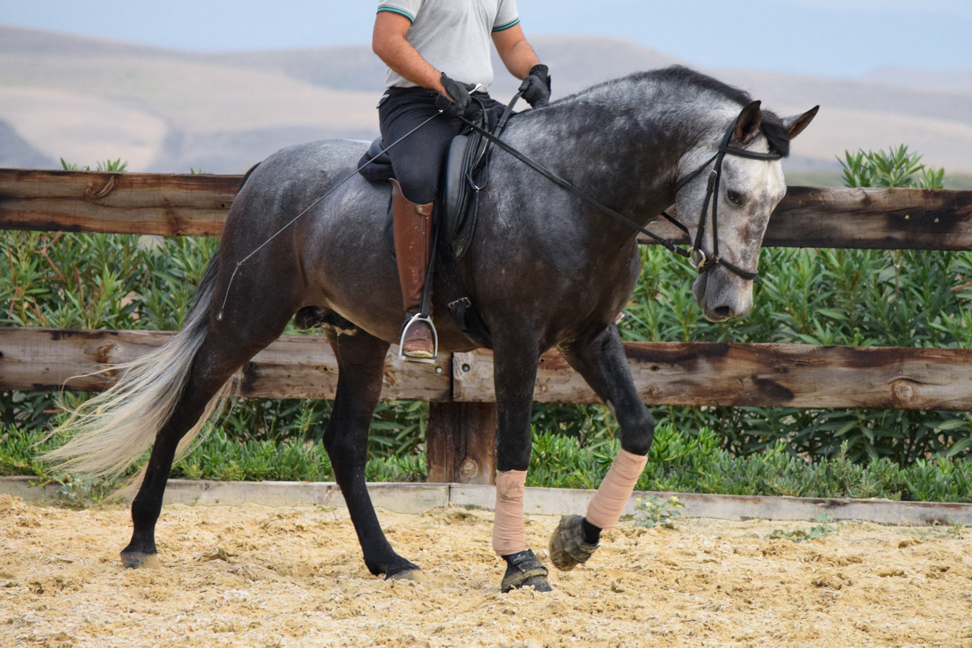 PRE Dressage Prospect