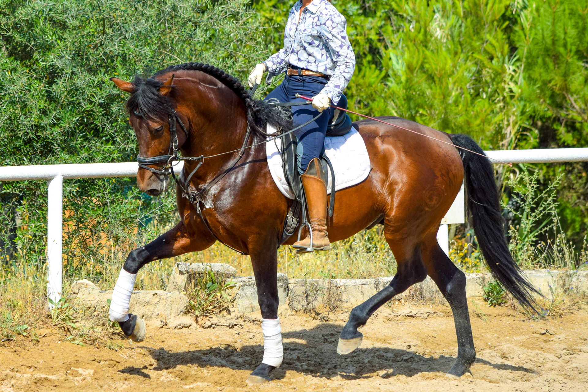 PRE Dressage Horse