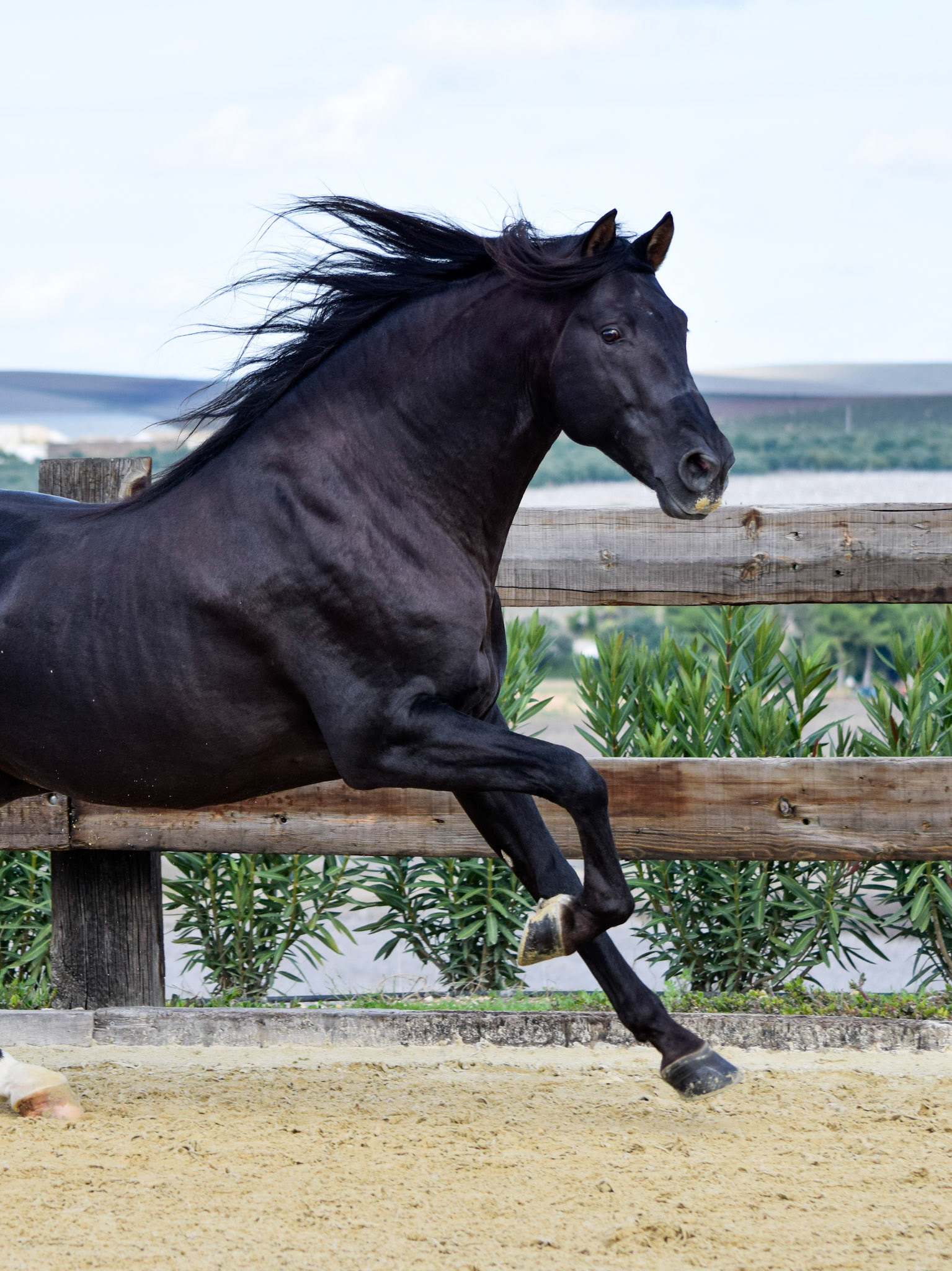 Black PRE Stallion