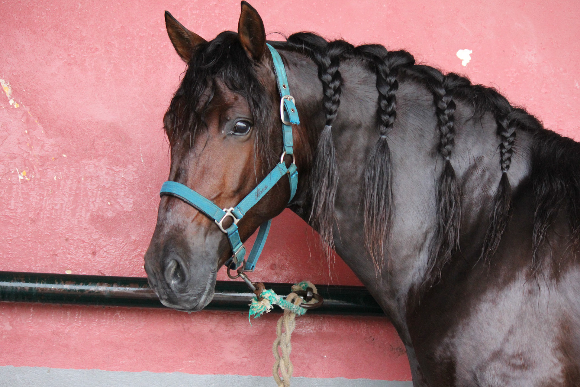 PRE Stallion 4 years