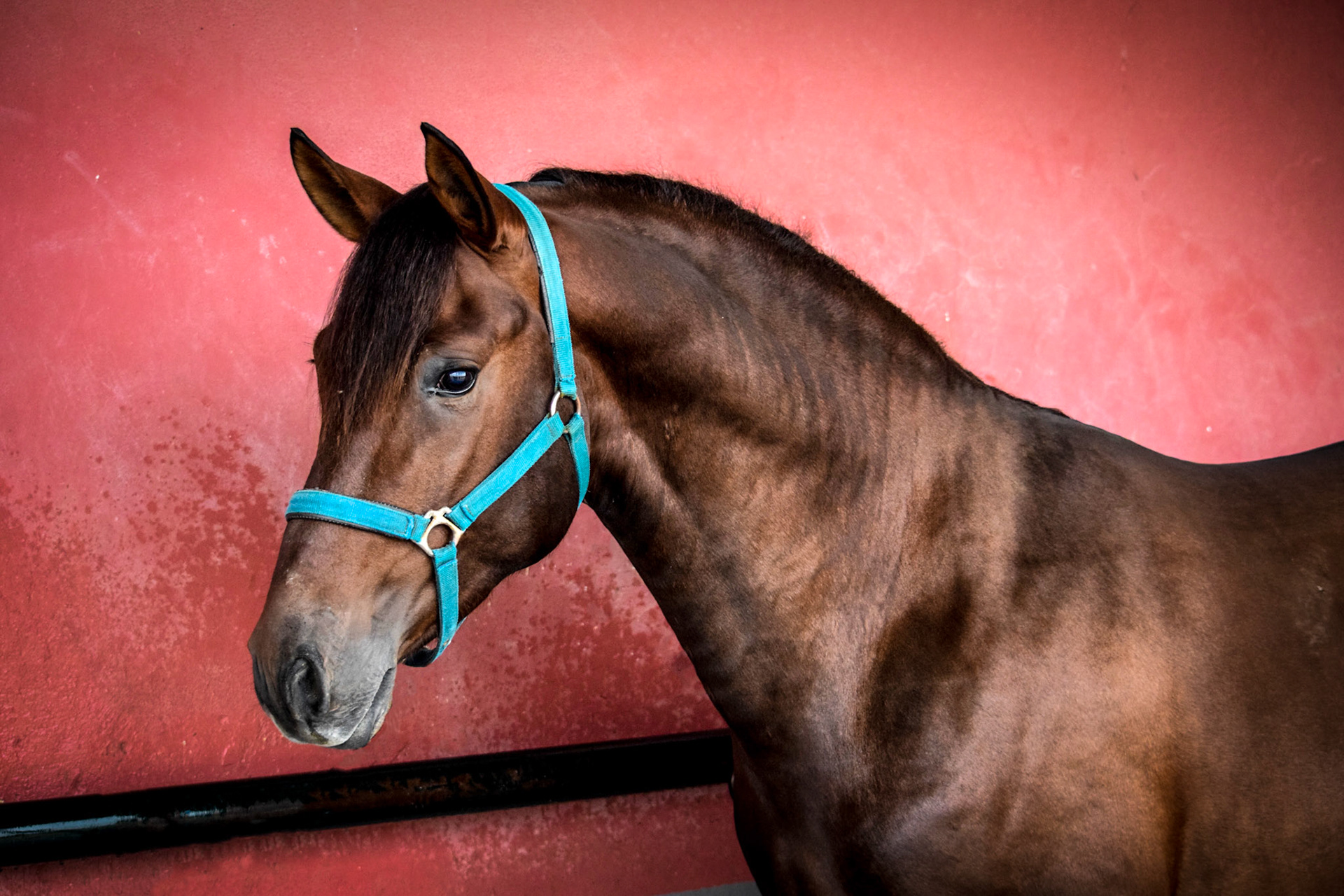 PRE Stallion 3 years