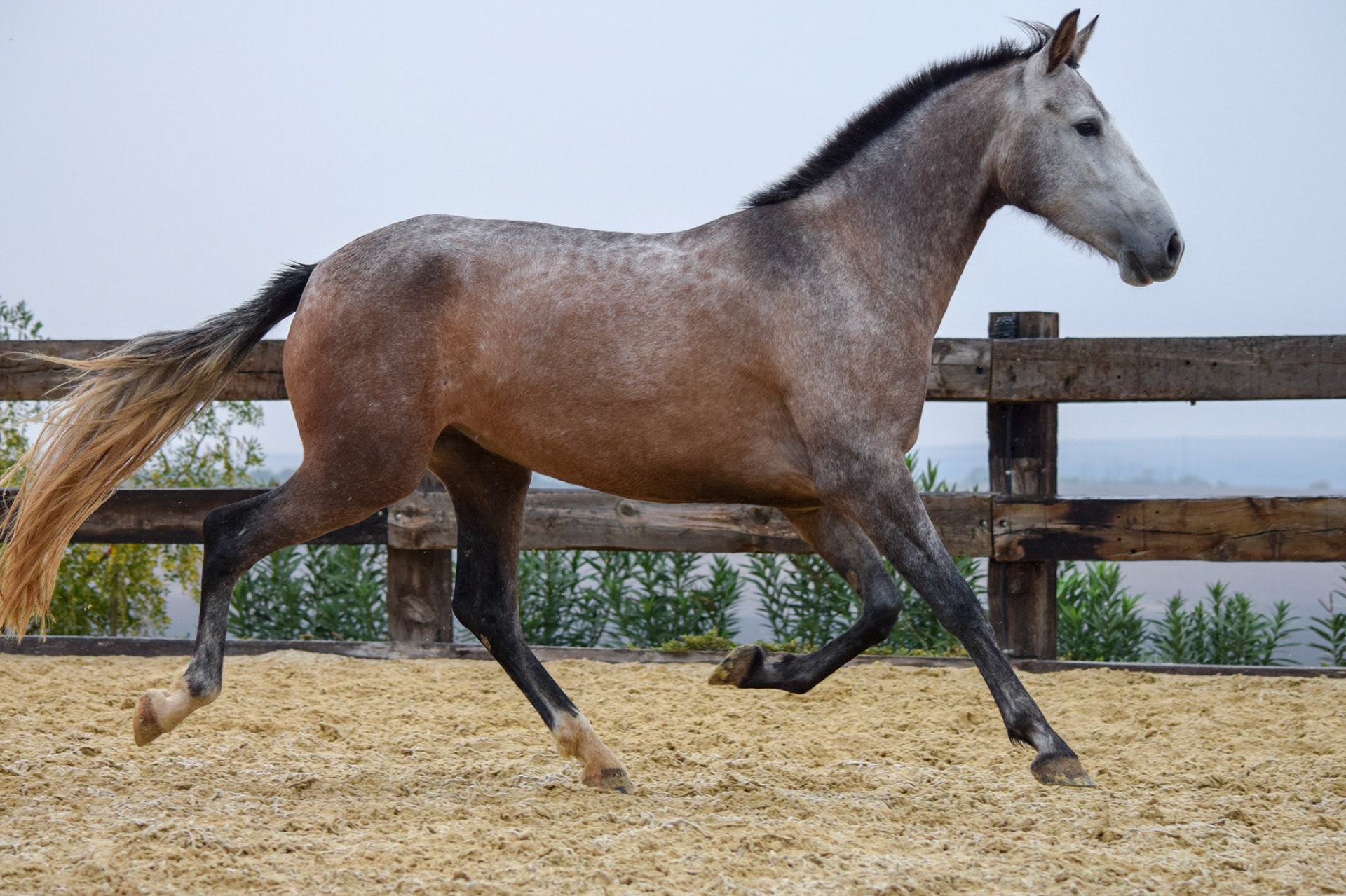 PRE Filly 3 years