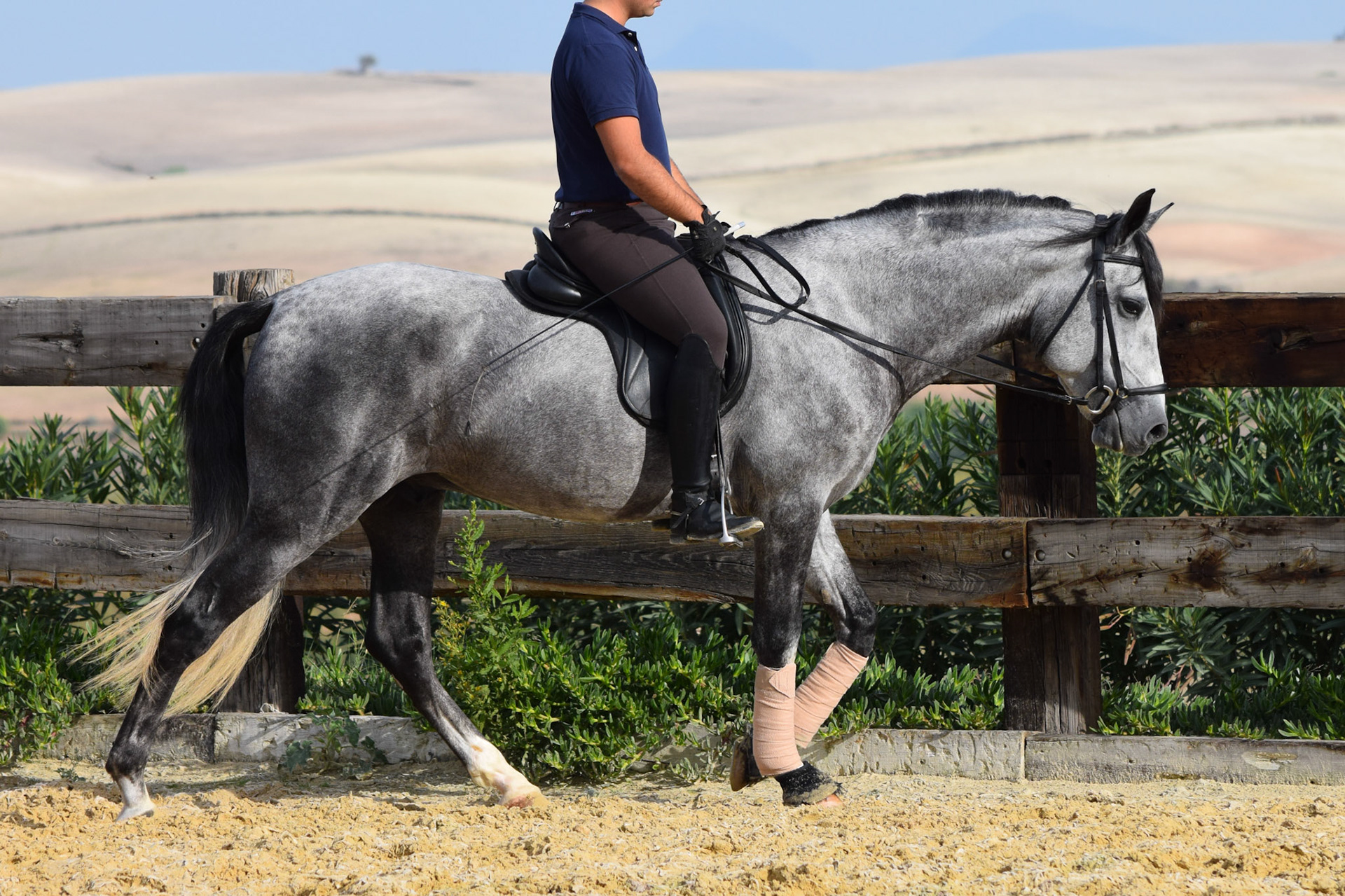 PRE Dressage Prospect